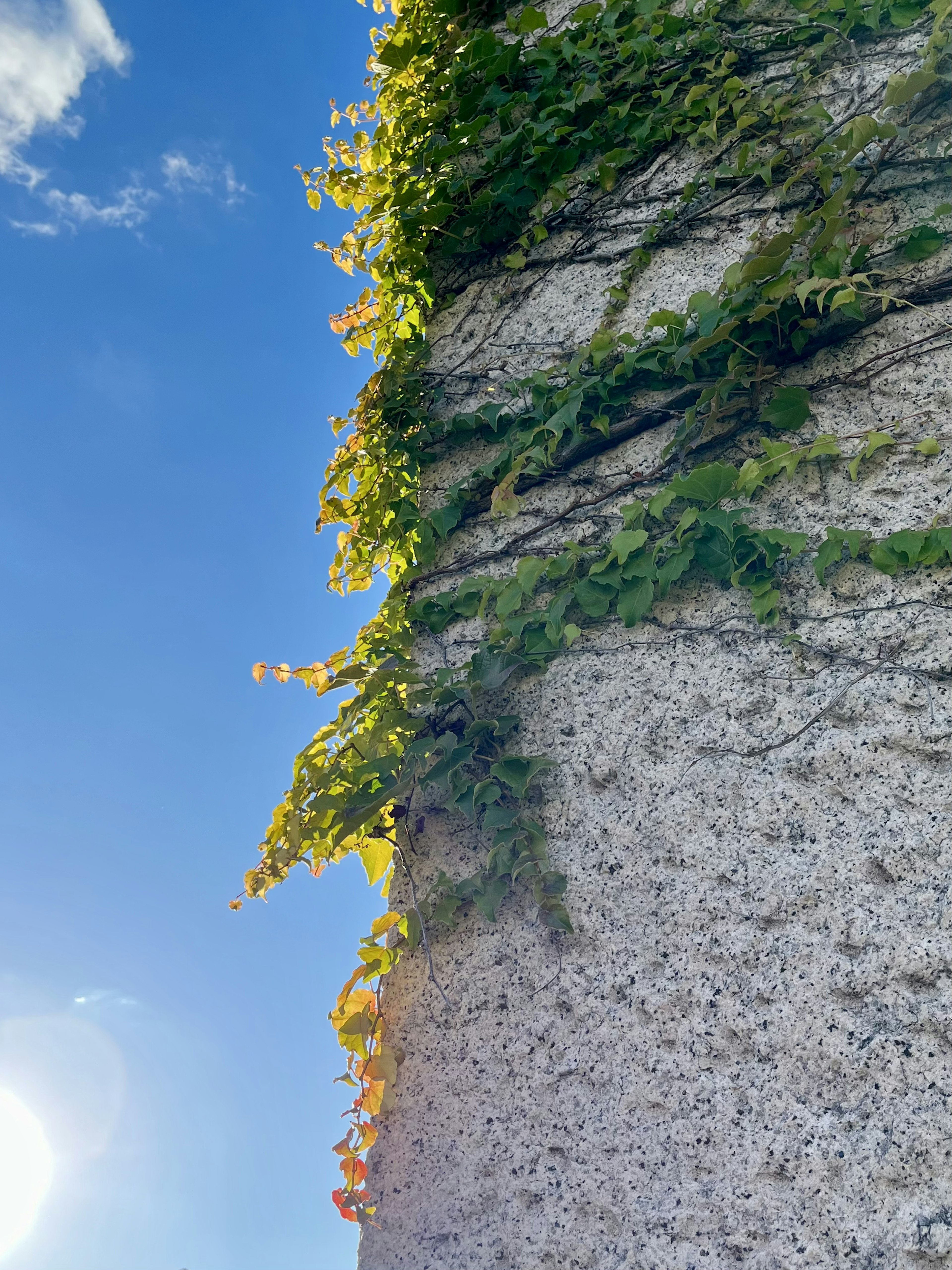 Seitenansicht einer Wand, die unter einem blauen Himmel mit grünen Ranken bedeckt ist