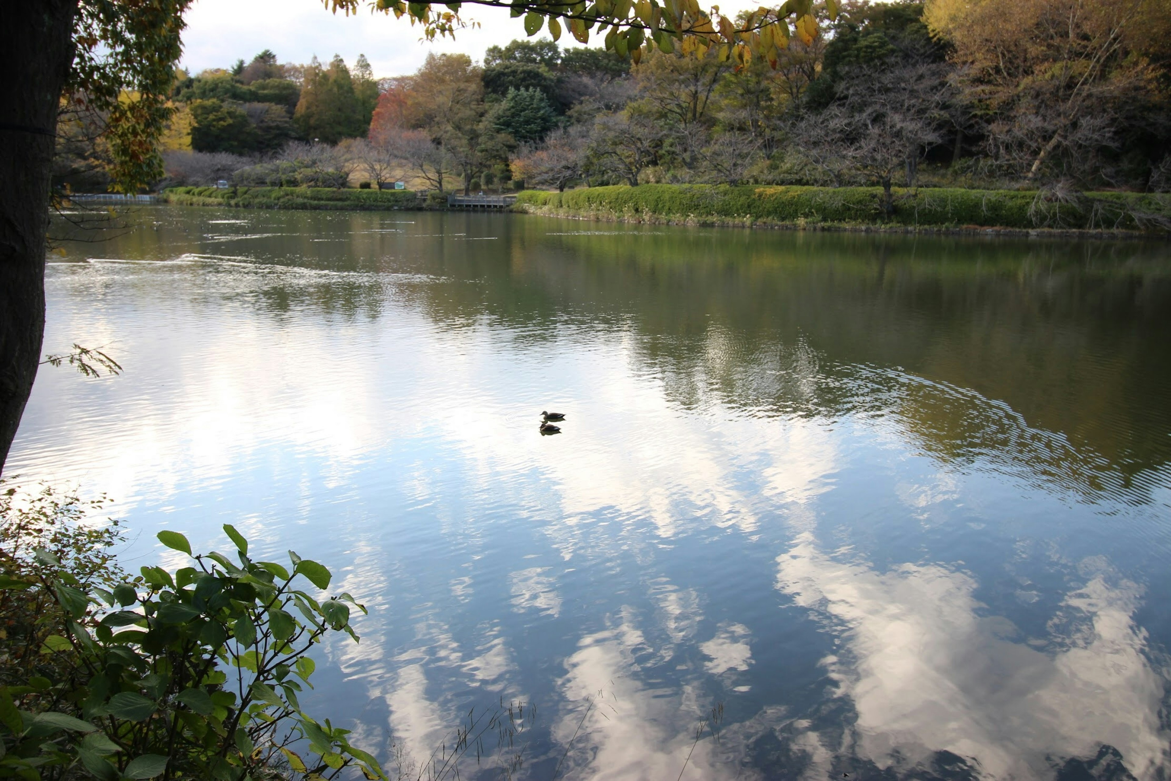 Ruhiger See, der Wolken und üppiges Grün spiegelt