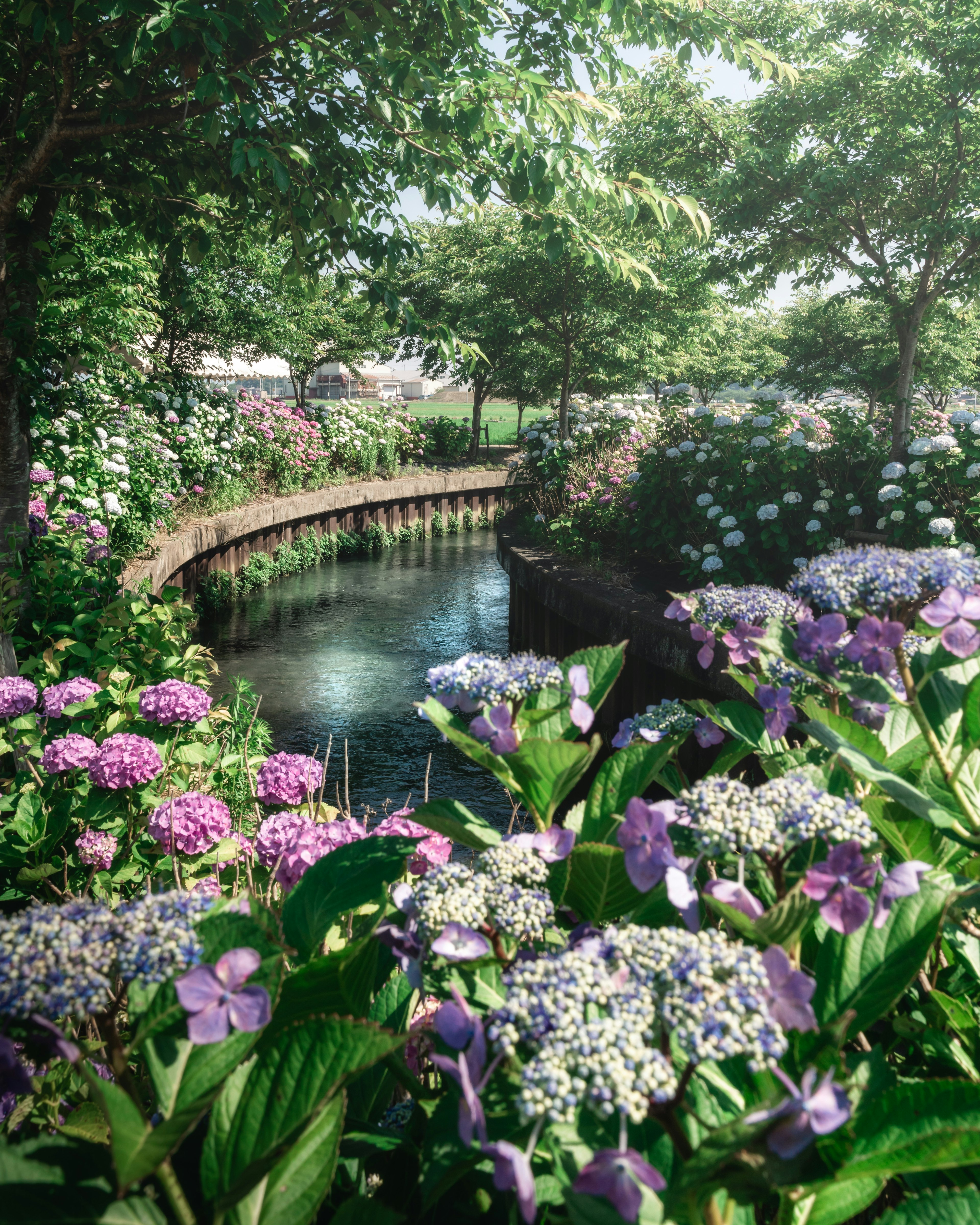 Vista panoramica di un torrente circondato da fiori vivaci e vegetazione lussureggiante