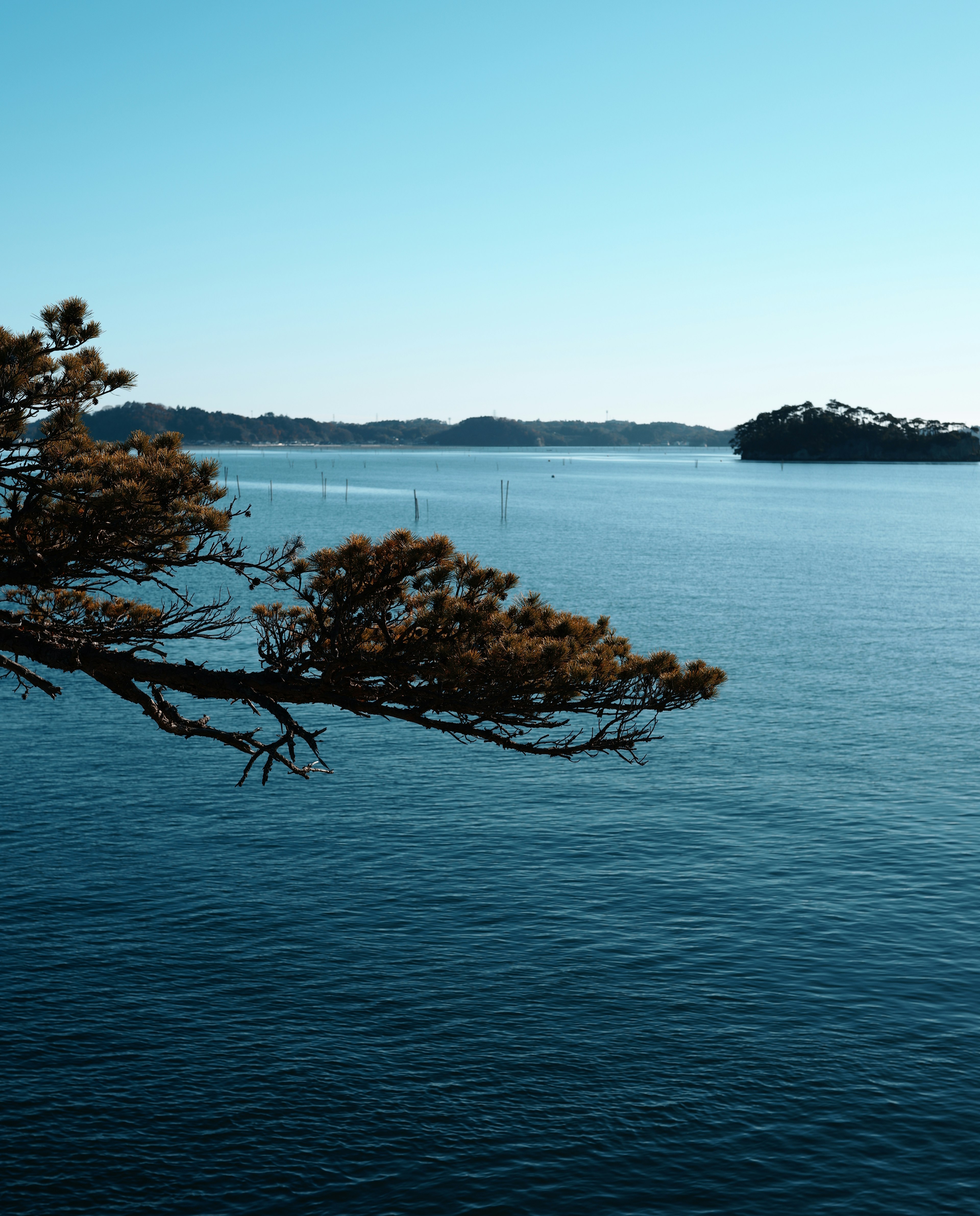 Eine ruhige Aussicht mit blauem Meer und Himmel sowie einem Baumzweig im Vordergrund