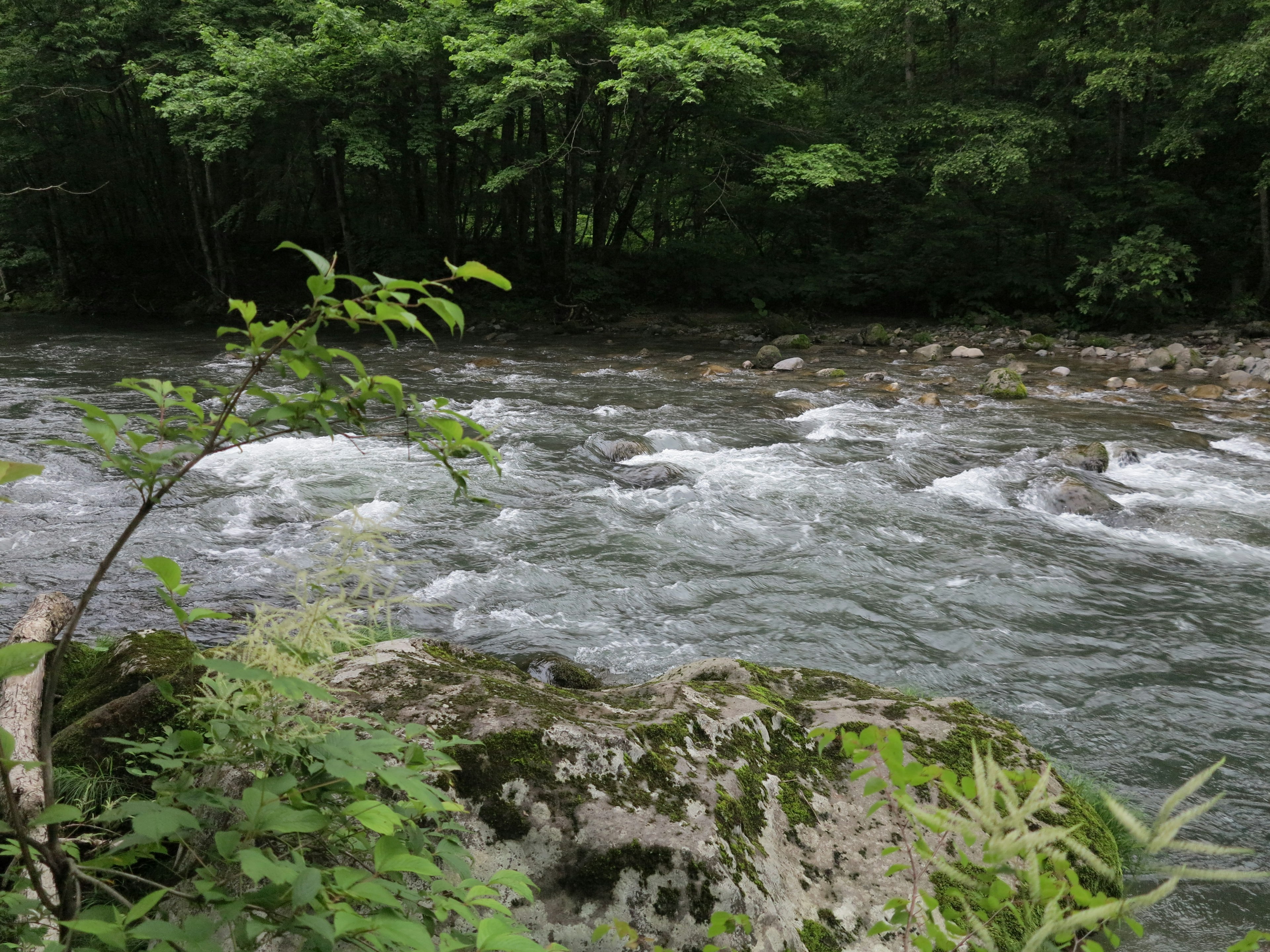 Un fiume che scorre circondato da vegetazione con rocce e piante acquatiche