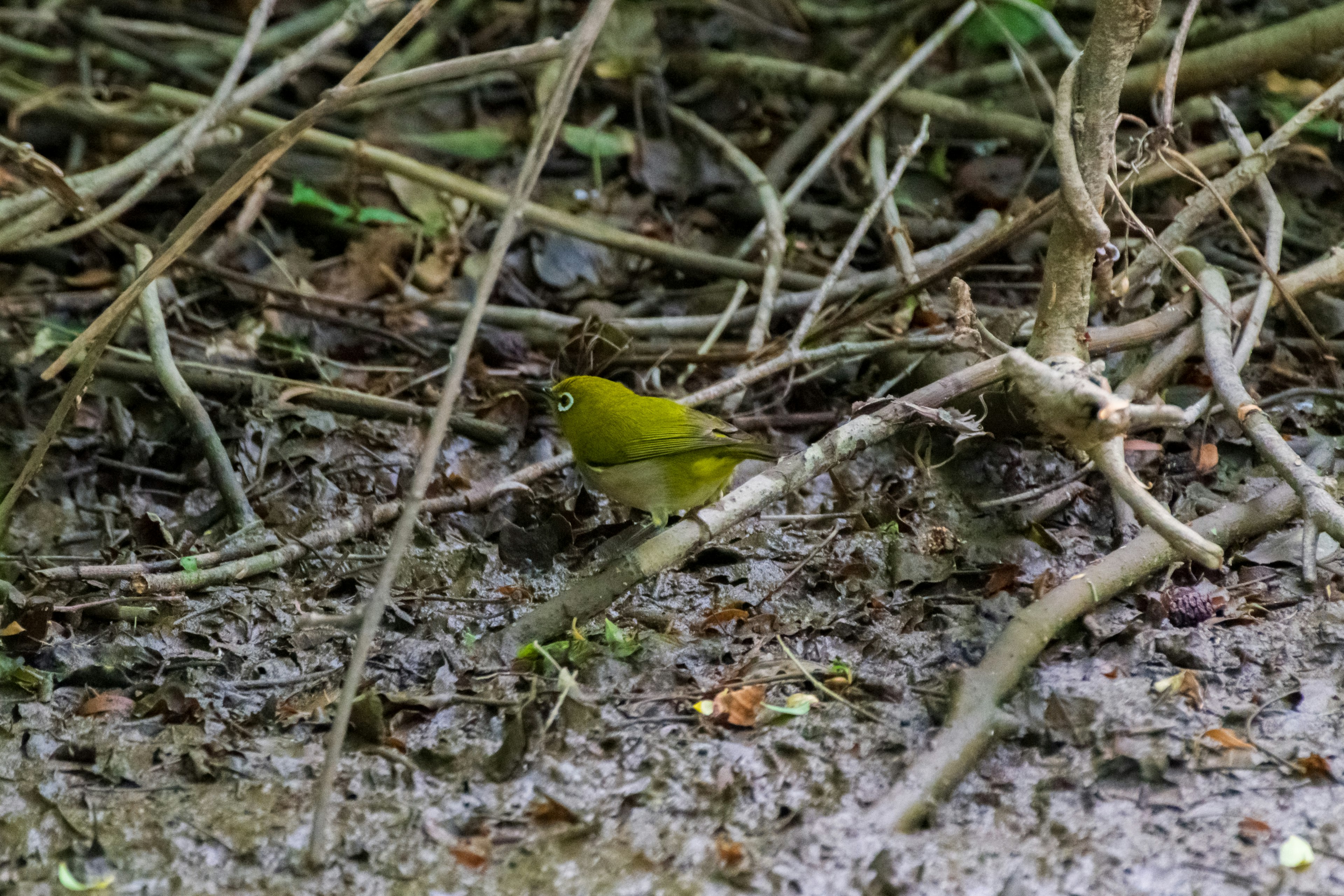 Un petit oiseau vert parmi des branches et des feuillages emmêlés