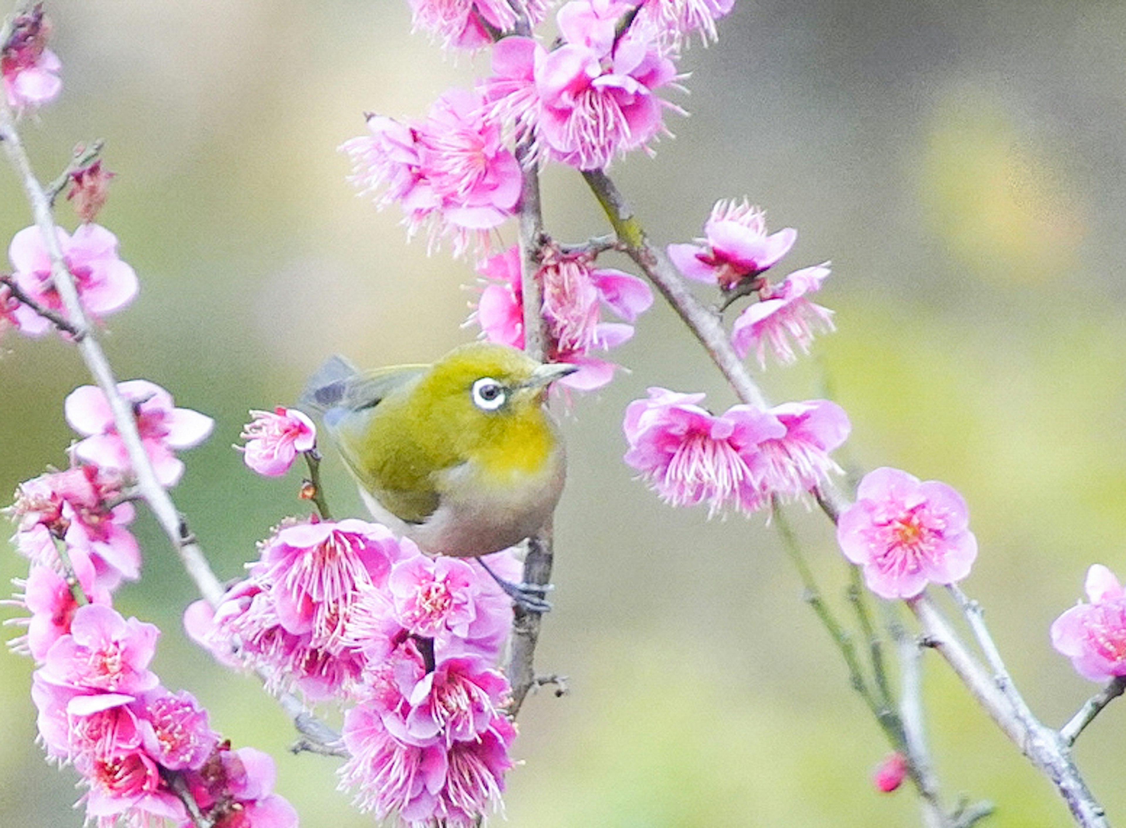 Un pájaro ojo blanco japonés posado entre flores de ciruelo rosas en primavera