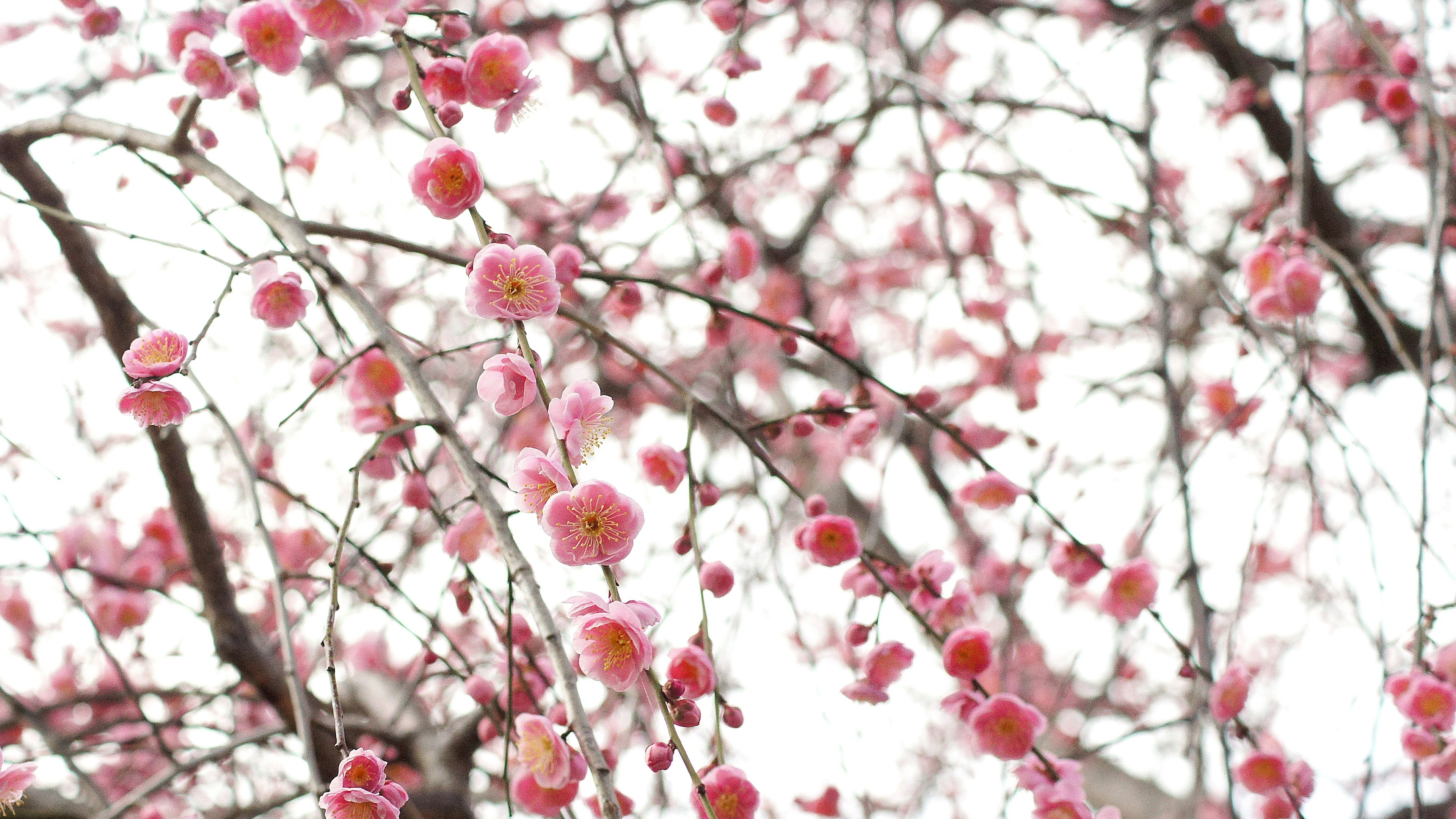 Close-up of cherry blossom branches with pink flowers