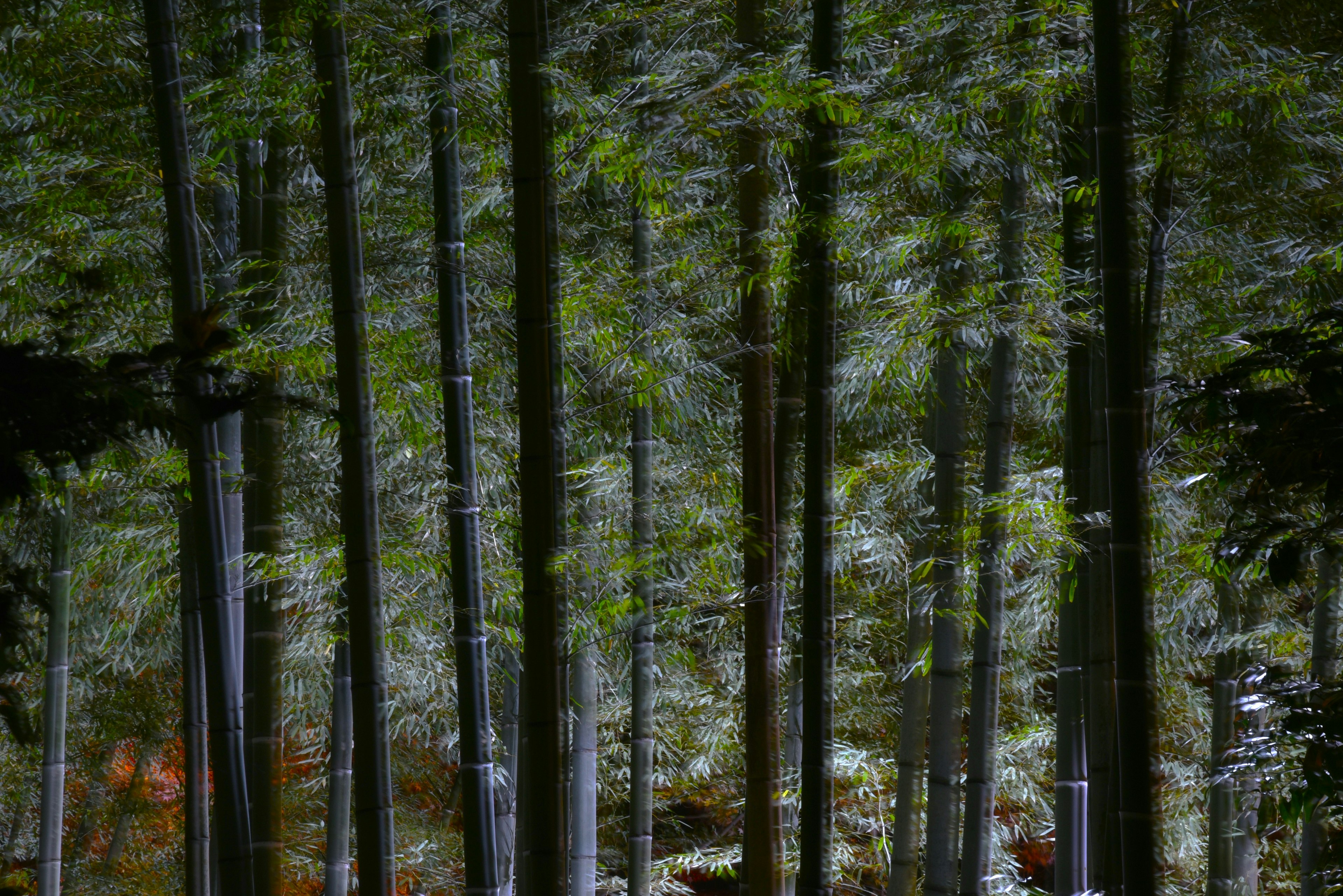 Paysage forestier mystérieux avec de grands arbres verts