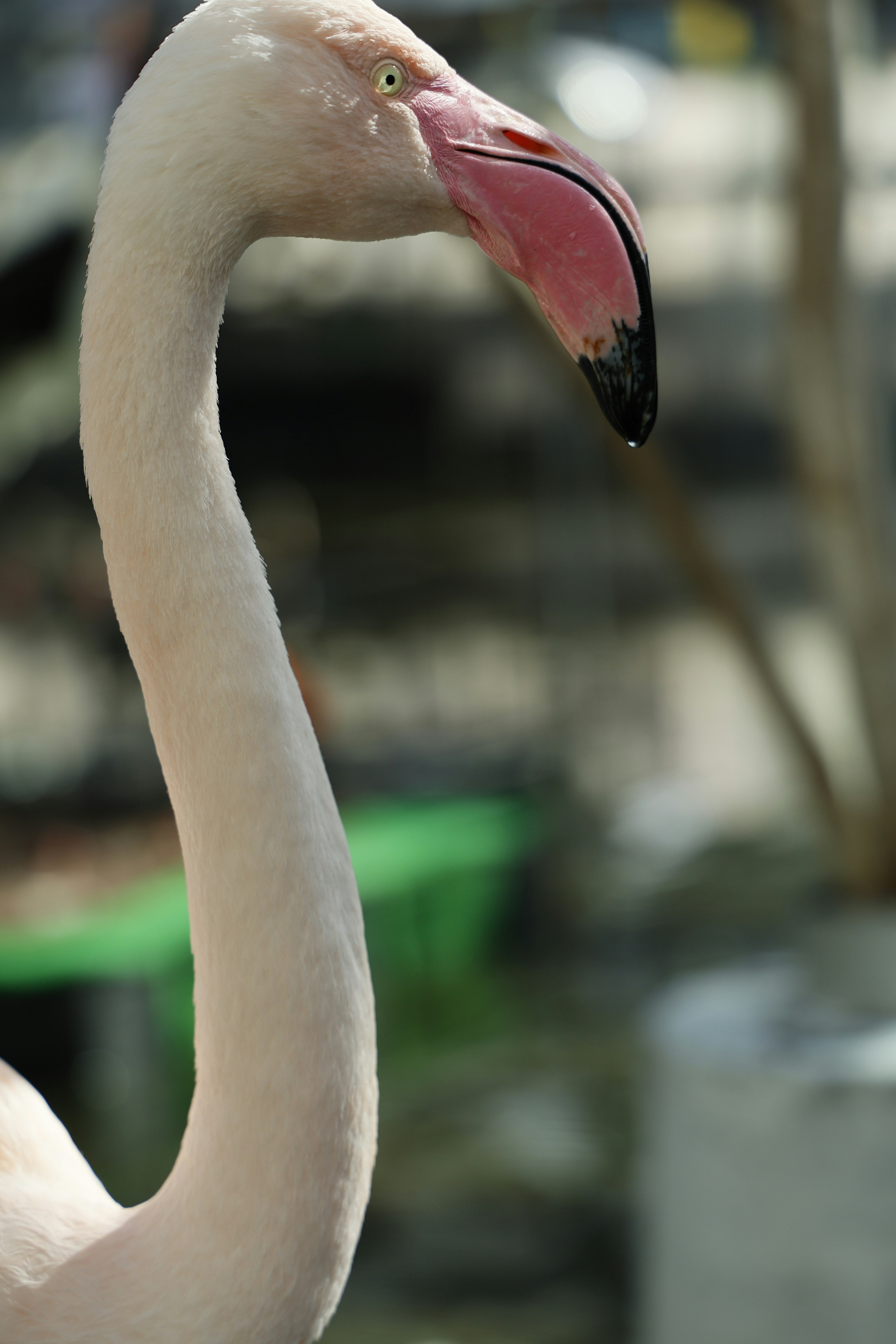 Nahaufnahme des Halses eines Flamingos mit verschwommenem grünem Hintergrund