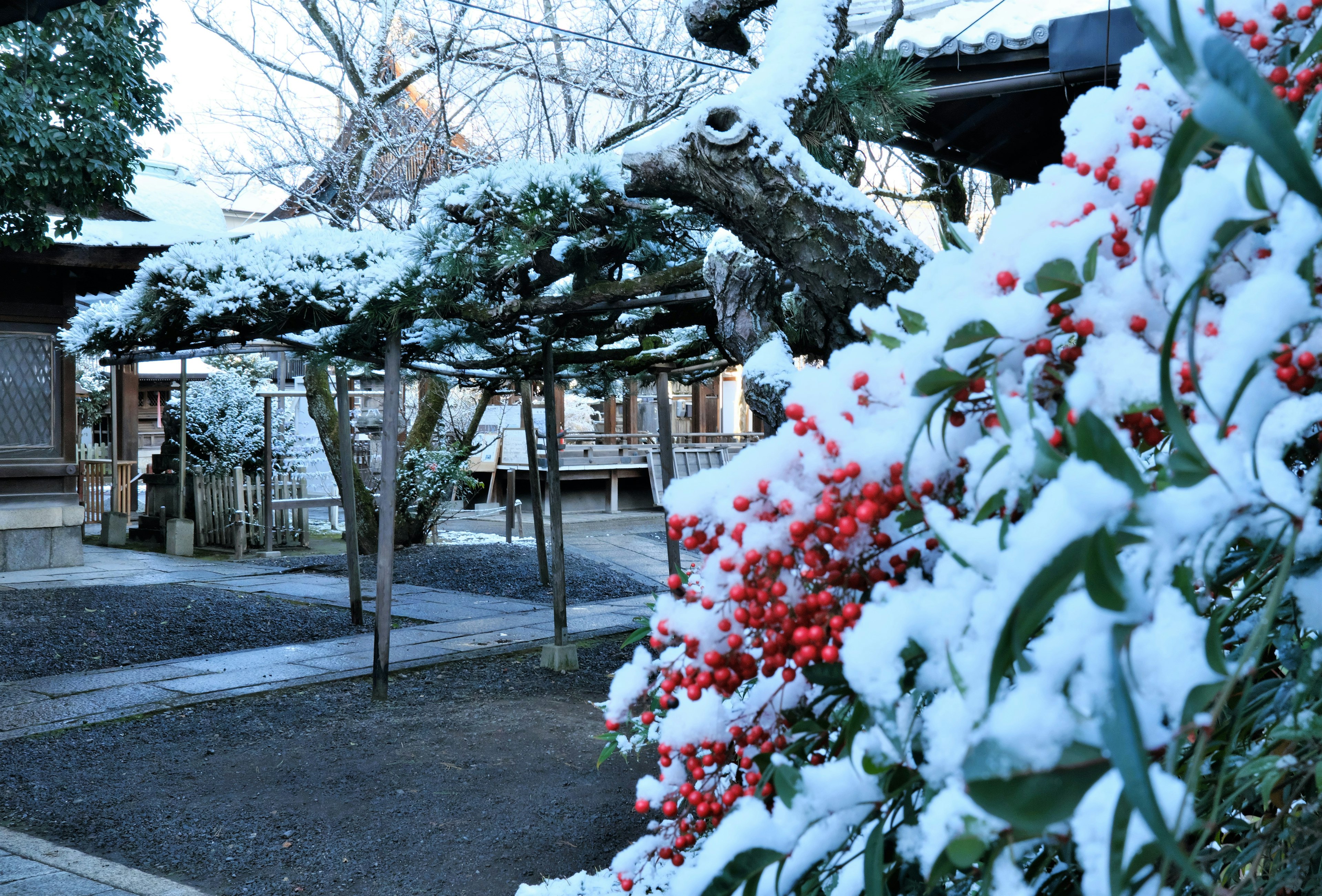 被雪覆盖的花园场景，特色是有红色浆果的植物和树枝