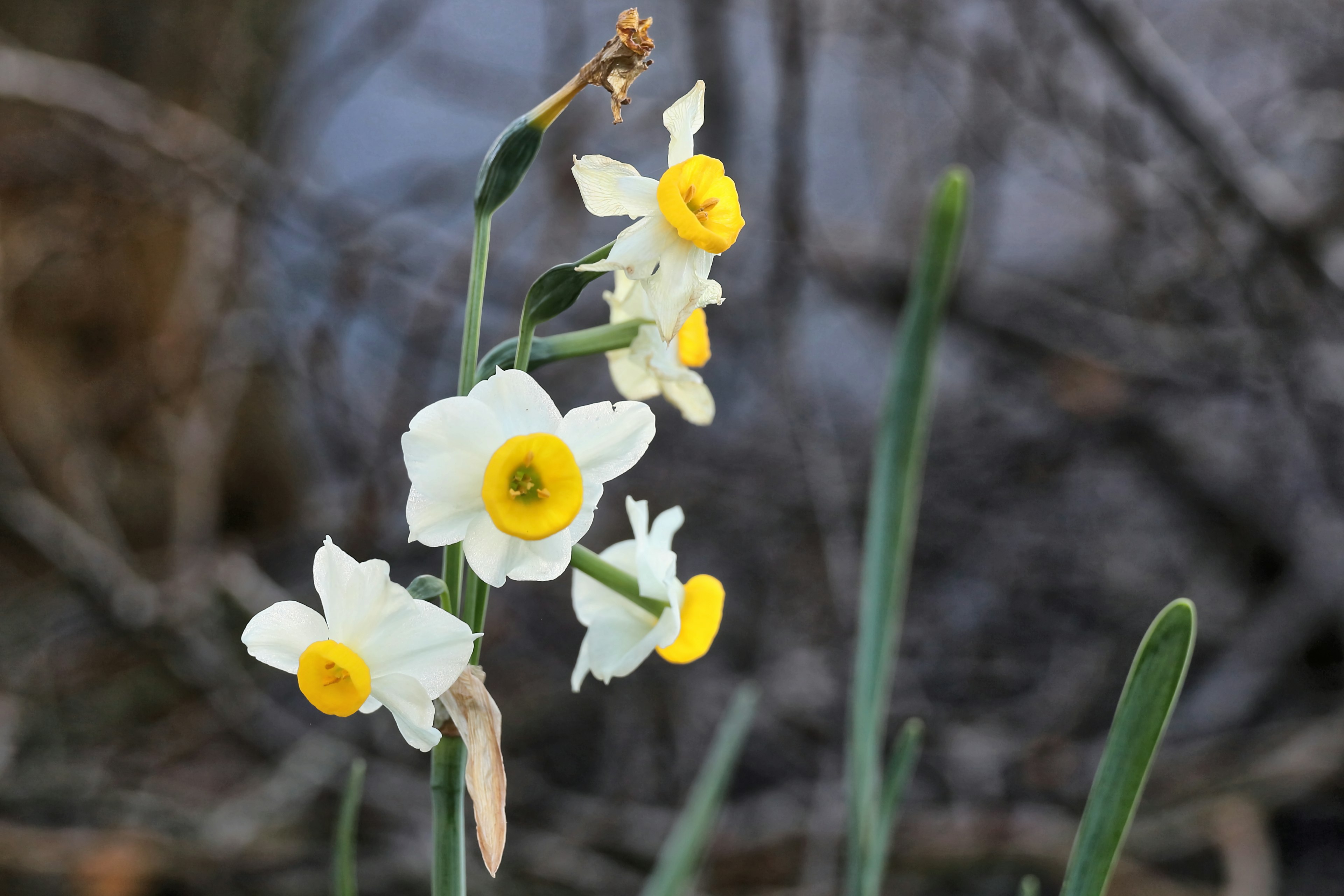 Cluster of daffodil flowers with white petals and yellow centers