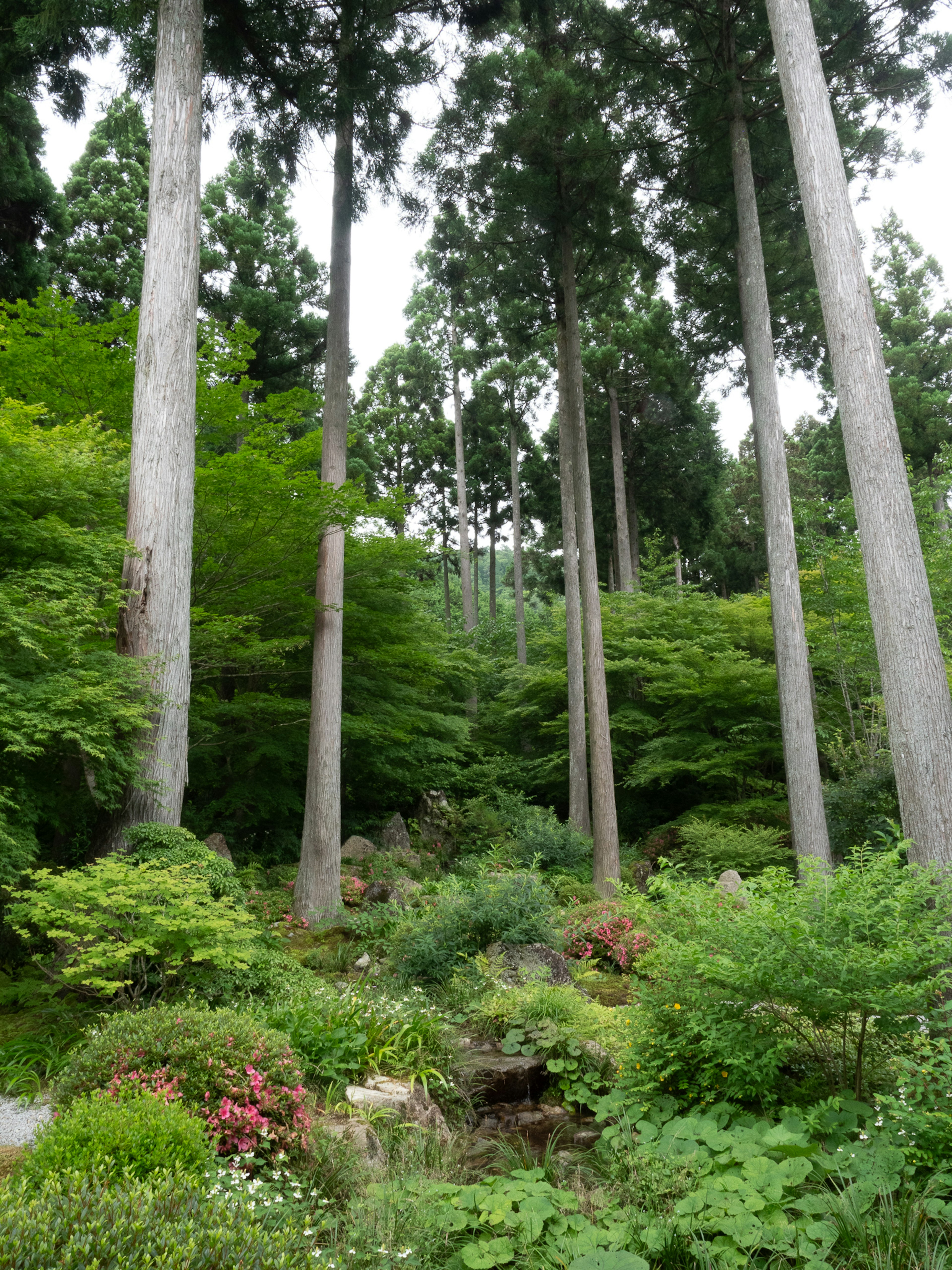 Serene garden scene surrounded by tall trees and lush greenery