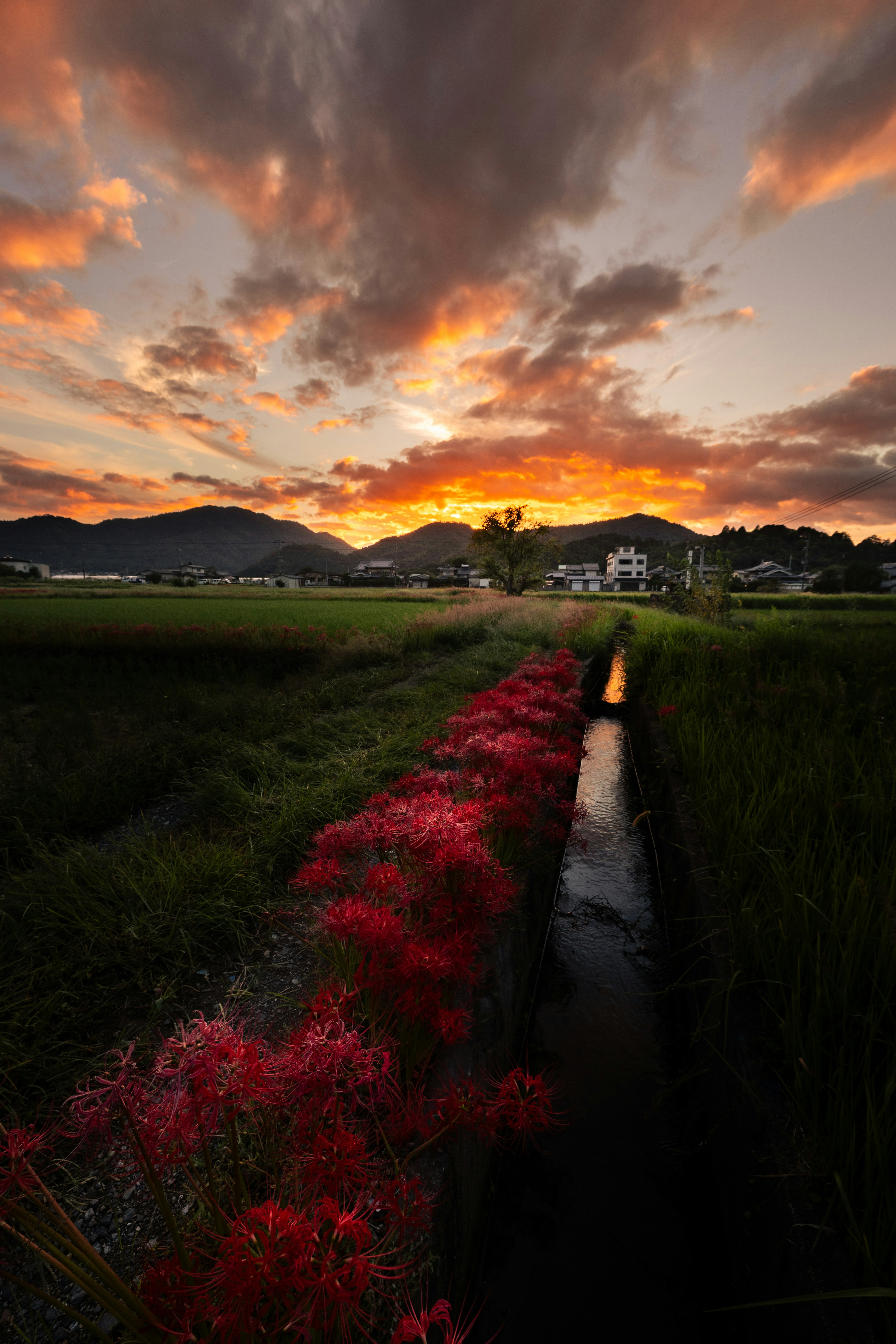 美しい夕焼けの空と赤い花が咲く水路が広がる田園風景