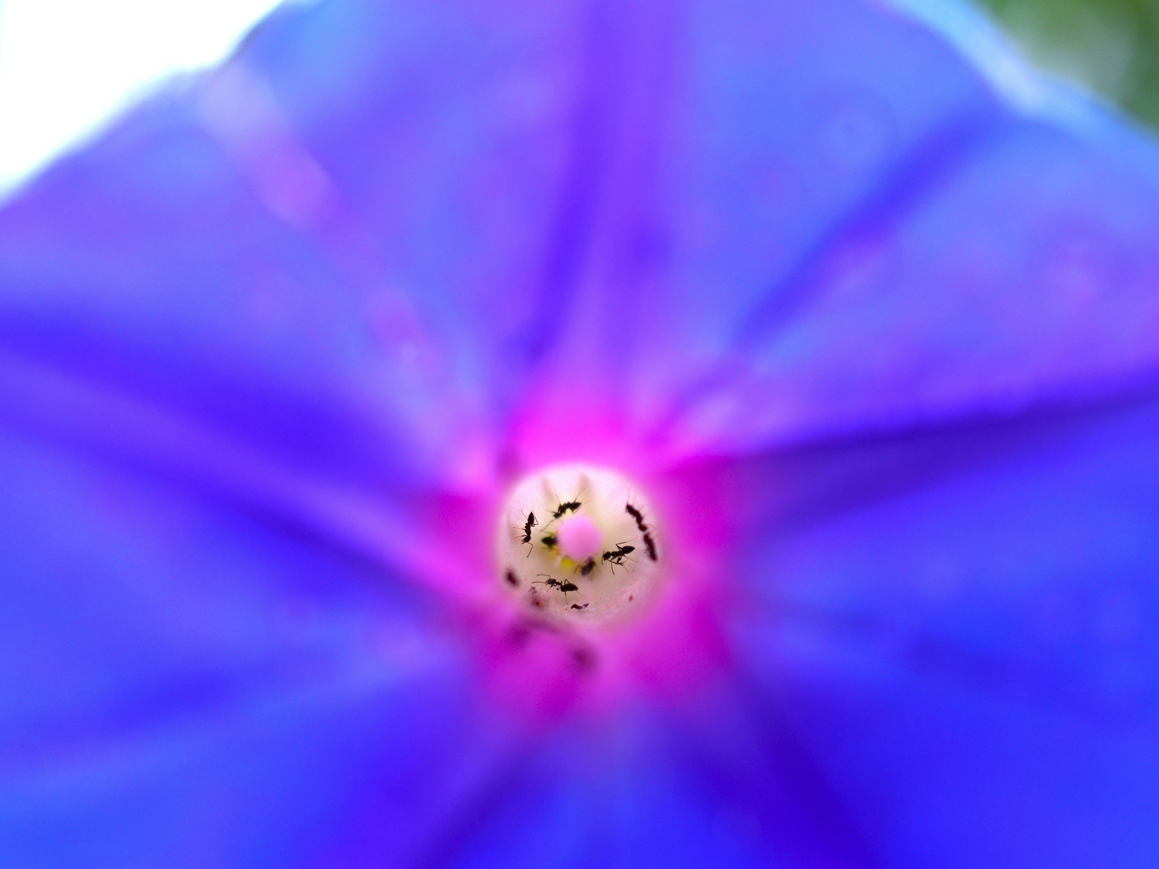 Nahaufnahme des Zentrums einer blau-lila Blume