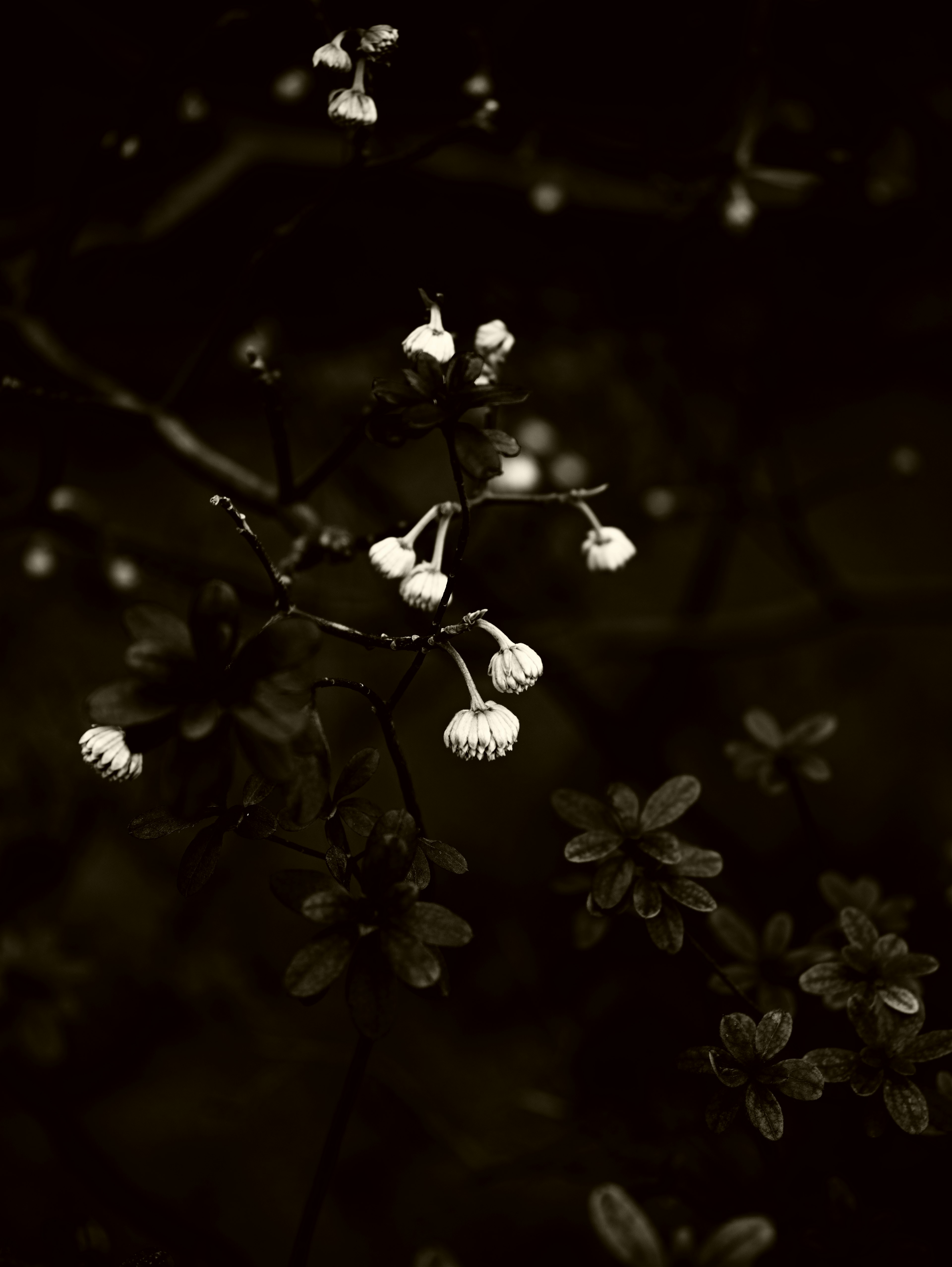 Photo of budding white flowers against a dark background