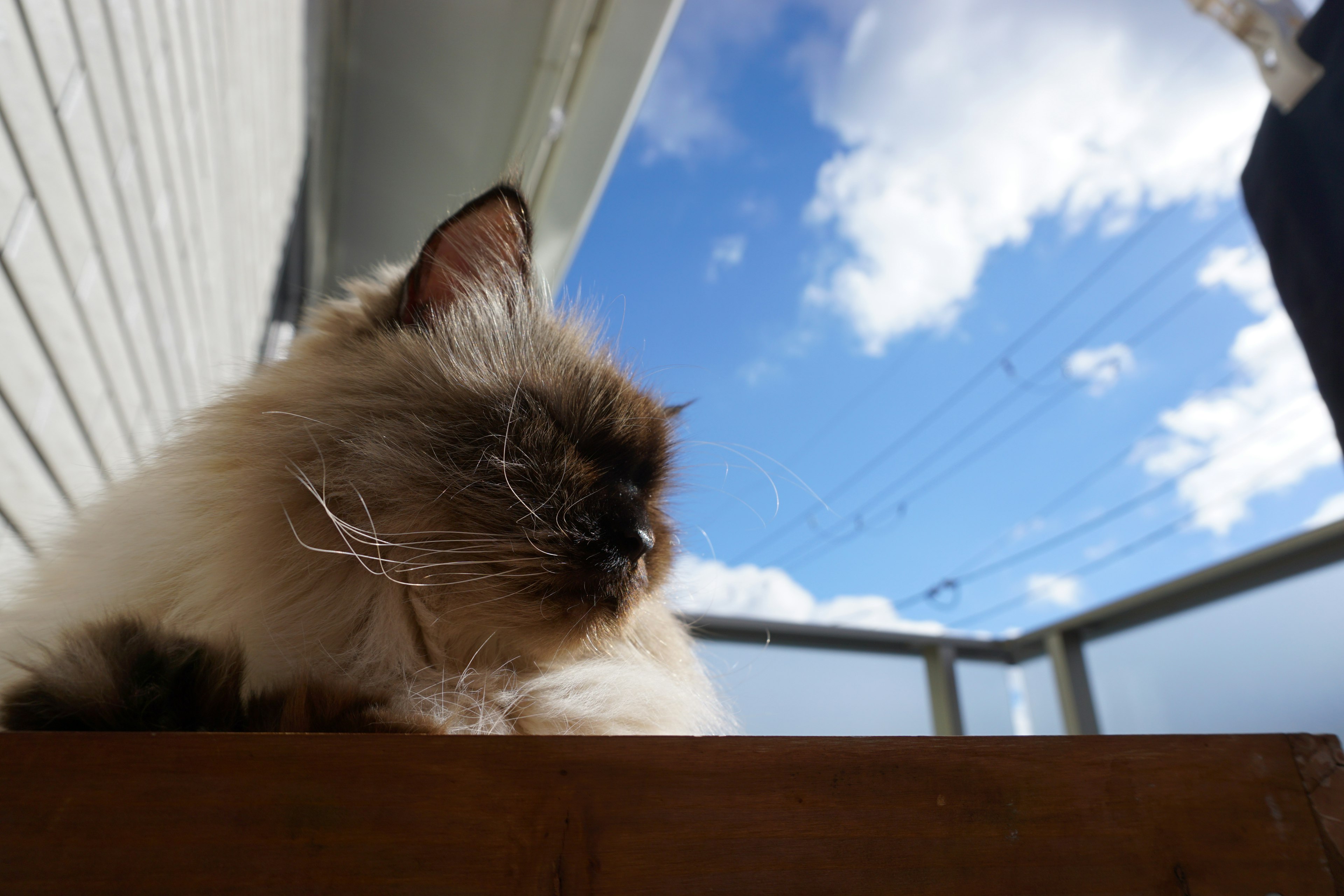 Primo piano di un gatto che si rilassa sotto un cielo blu