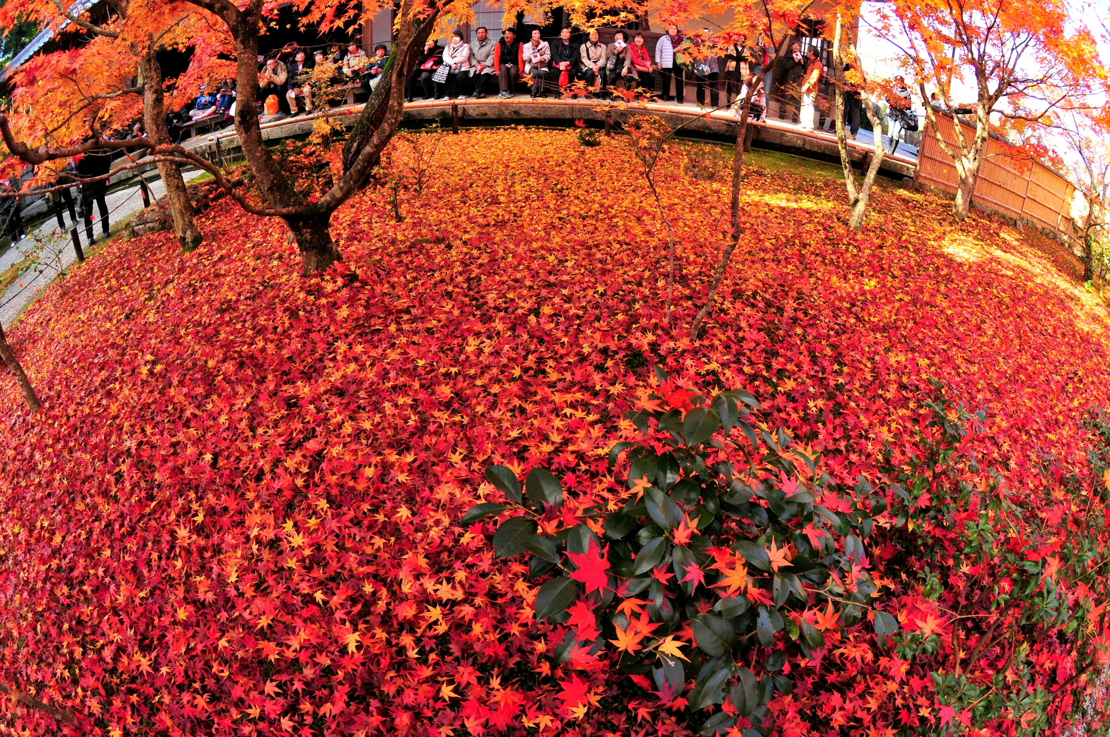 Boden bedeckt mit Herbstblättern und bunten Bäumen