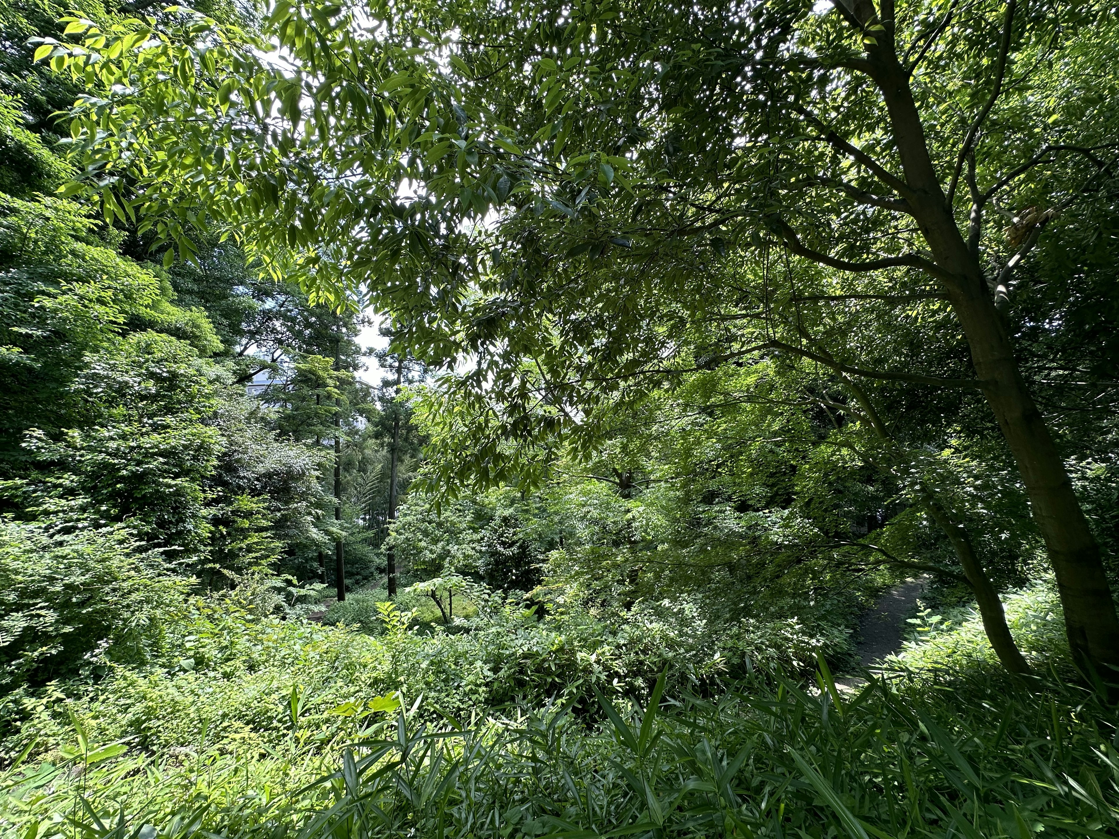 Escena de bosque frondoso con árboles densos y vegetación