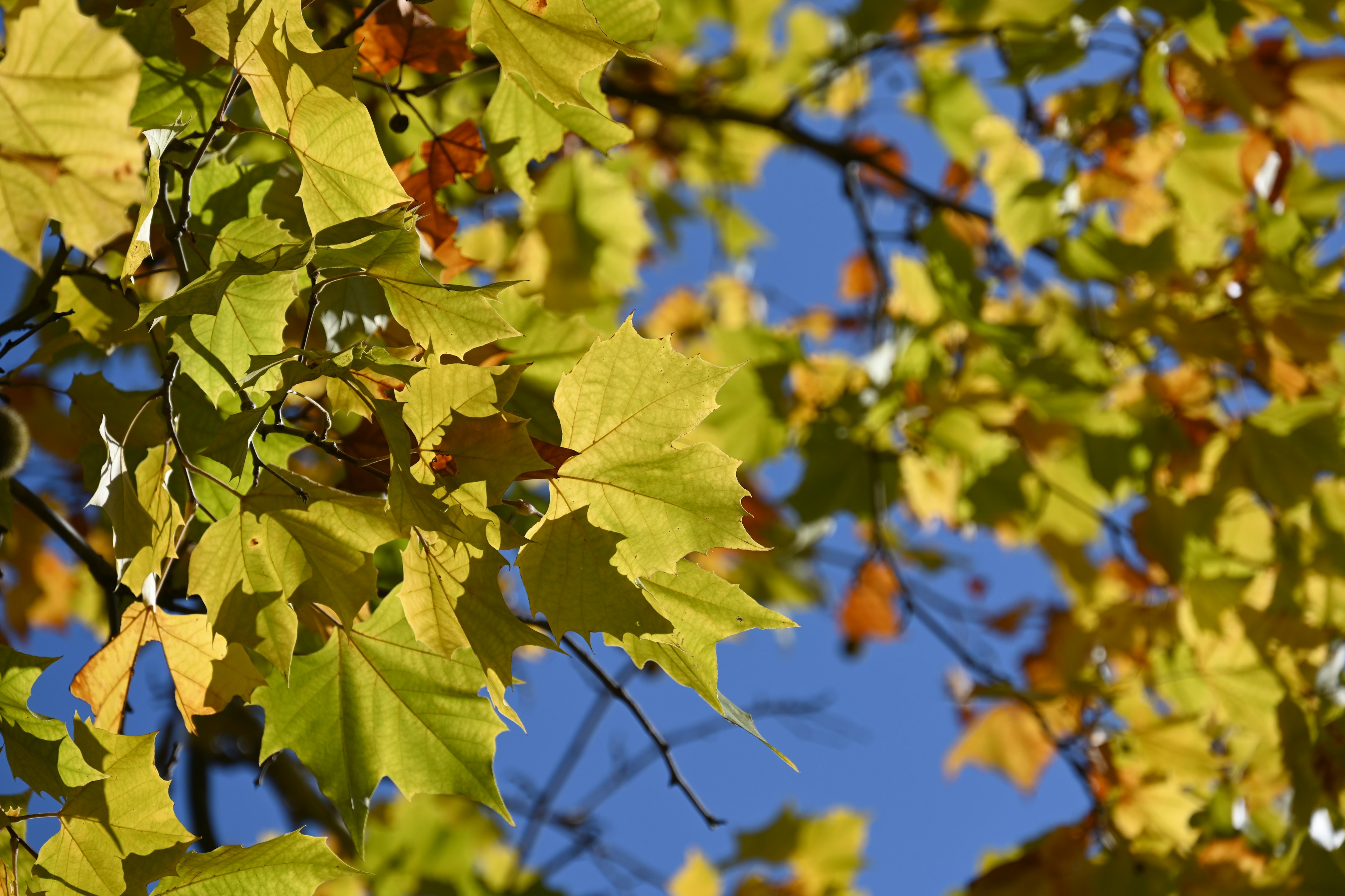 Close-up daun kuning bersinar di bawah langit biru