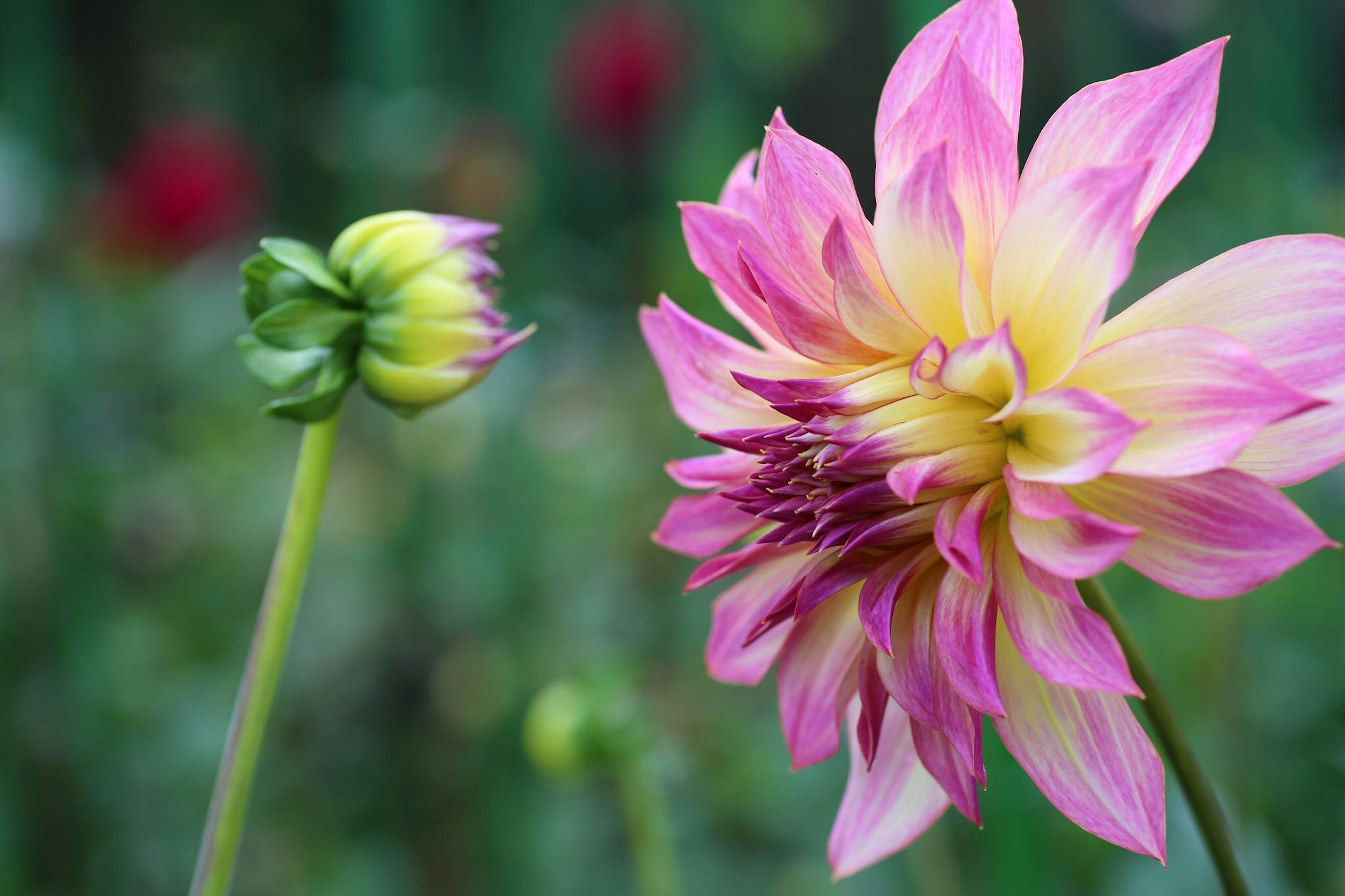 Une fleur de dahlia rose et jaune avec un bouton à proximité sur fond flou vert et rouge