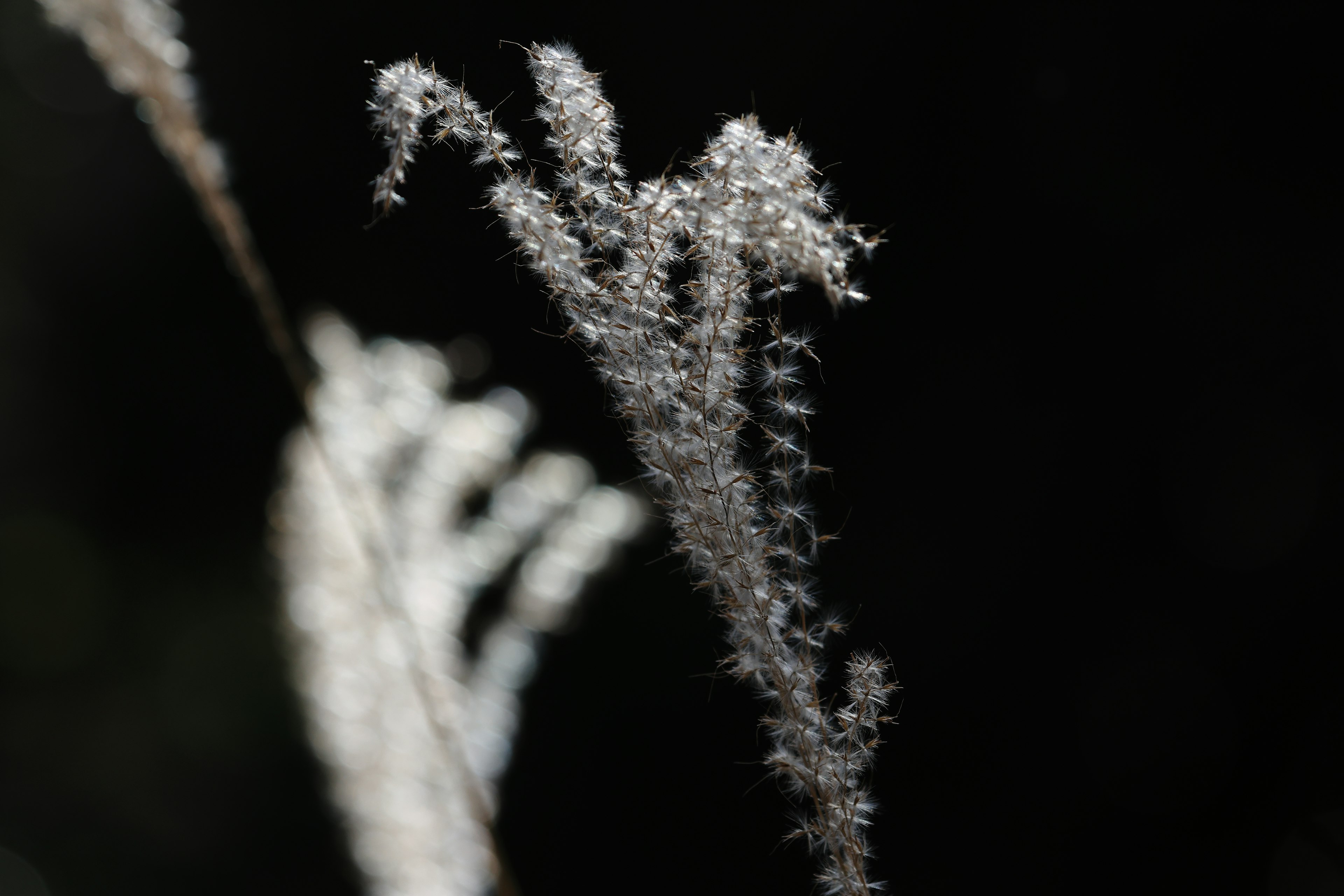 Des épis d'herbe blanche se détachent sur un fond sombre