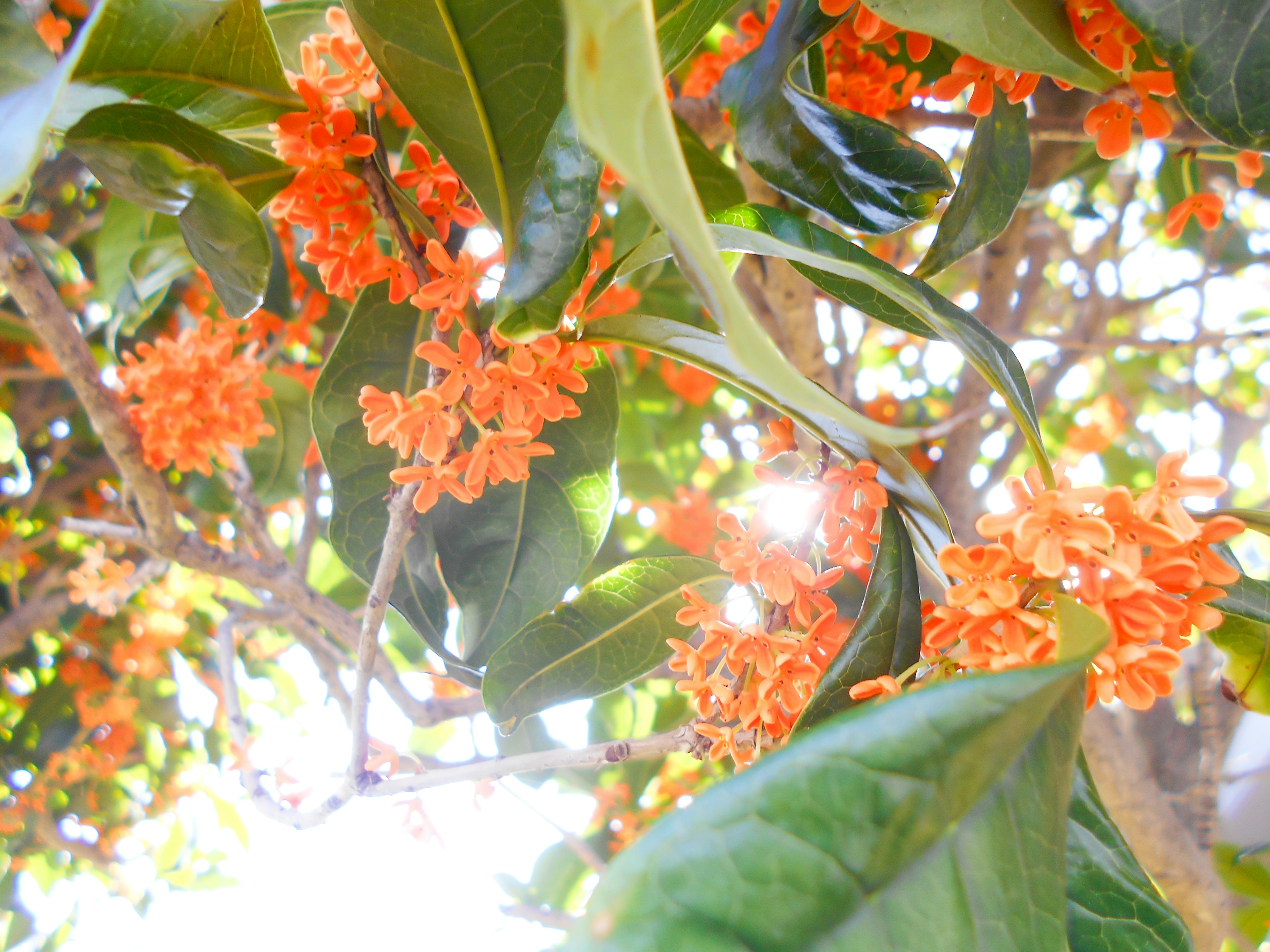 Gros plan sur une branche d'arbre avec de petites fleurs oranges