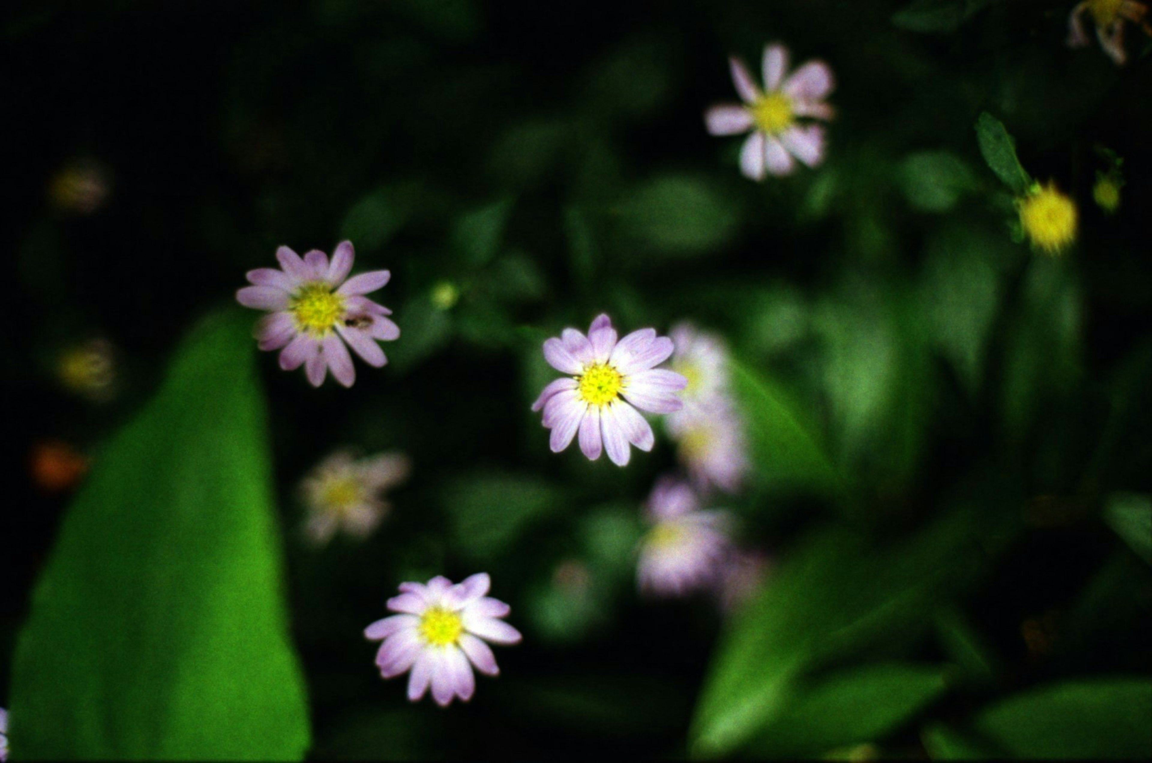 薄紫色の花が緑の葉に囲まれて咲いている画像