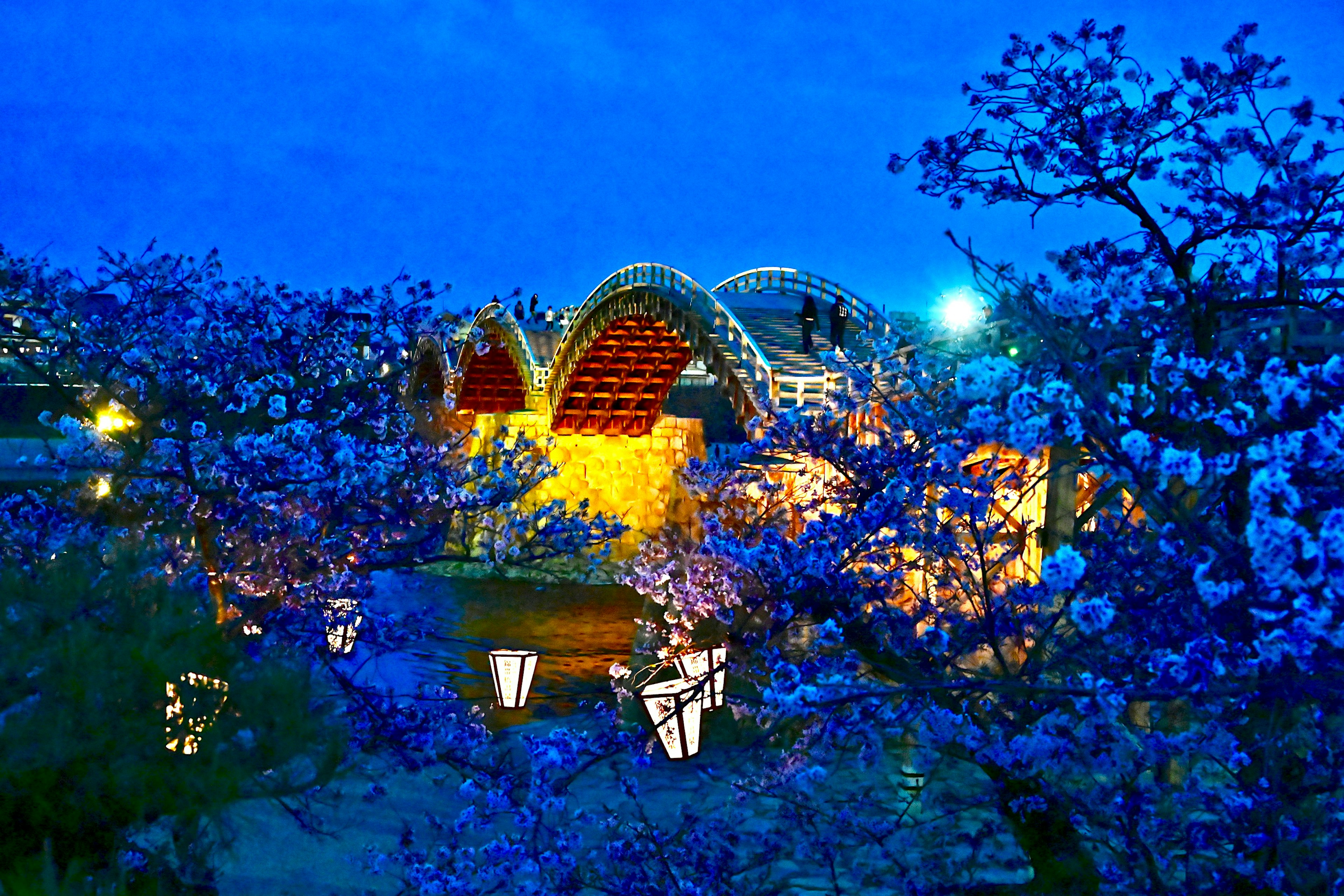 青い夜空の下に咲く桜の木と照明が灯った建物