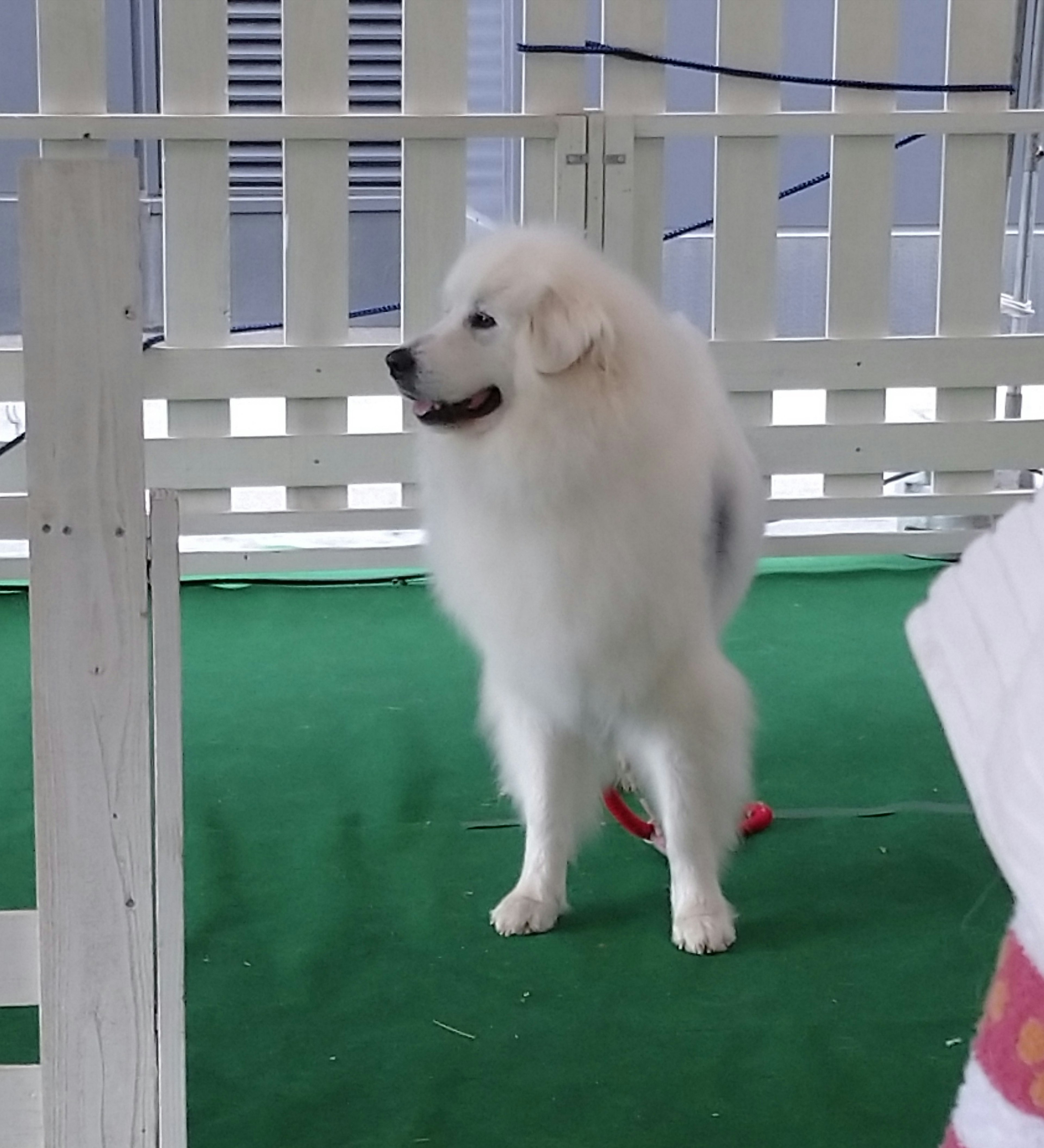 Anjing Samoyed putih berbulu berdiri di atas rumput hijau