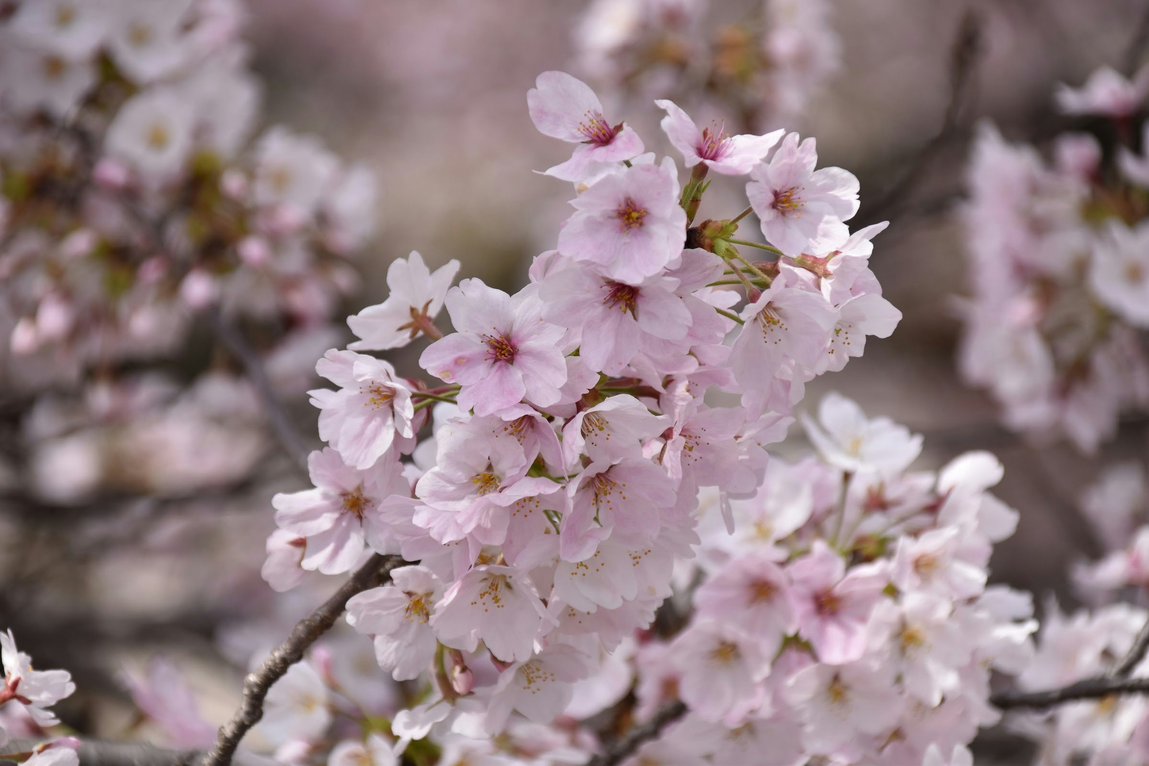 桜の花が咲いている枝のクローズアップ