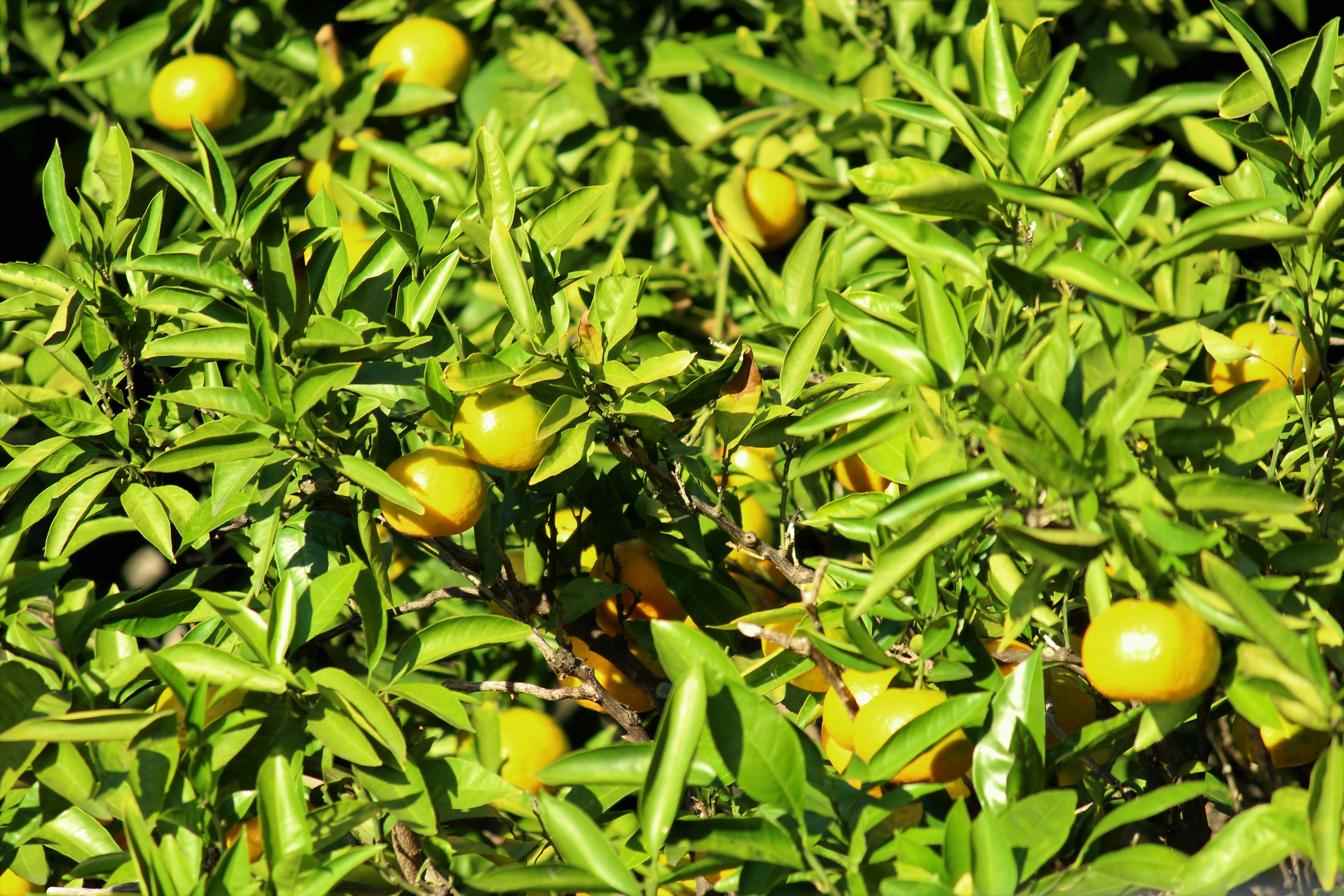 Kedekatan buah oranye tumbuh di antara daun hijau