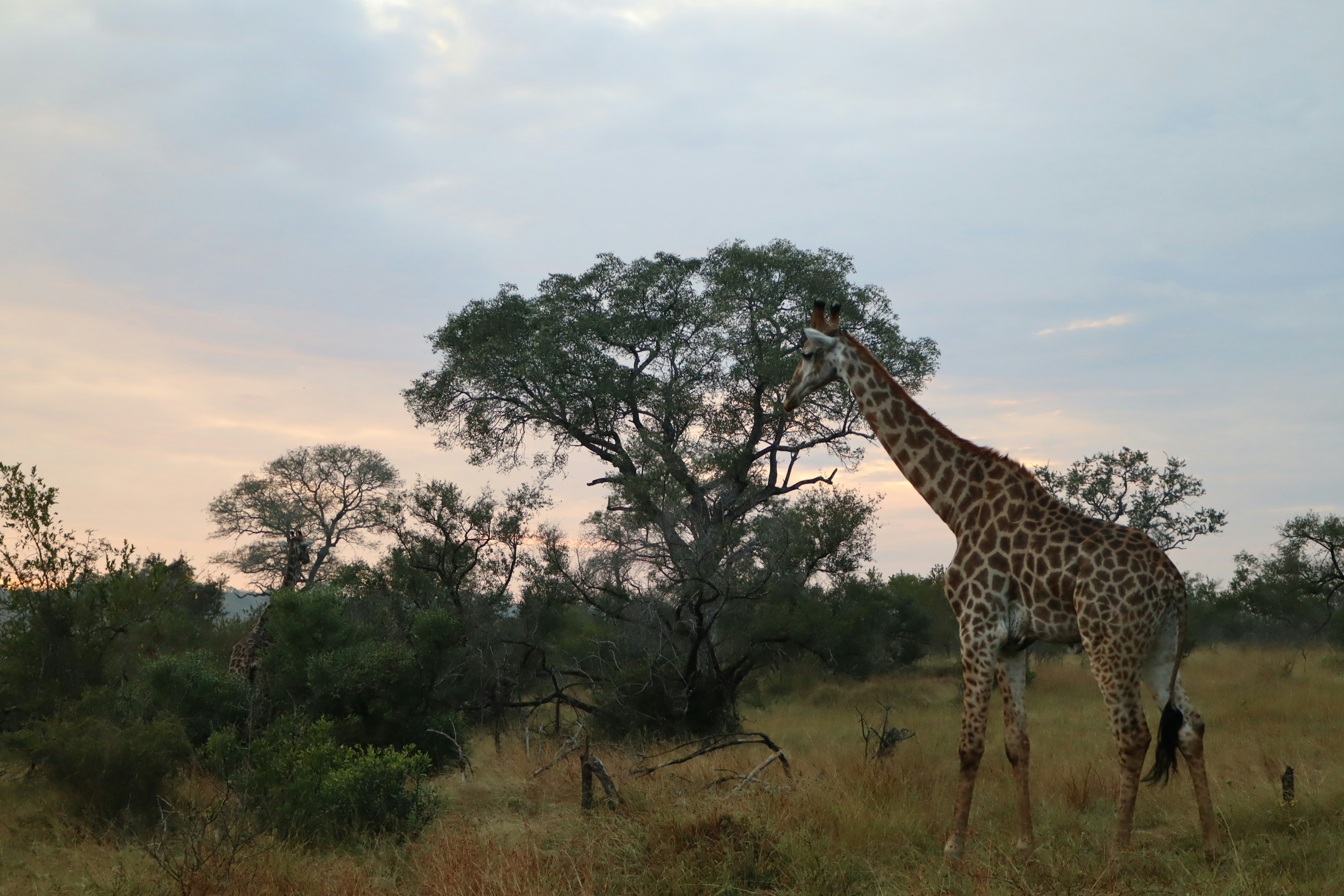 Silhouette einer Giraffe, die nach einem Baum greift, vor einem blauen Himmel