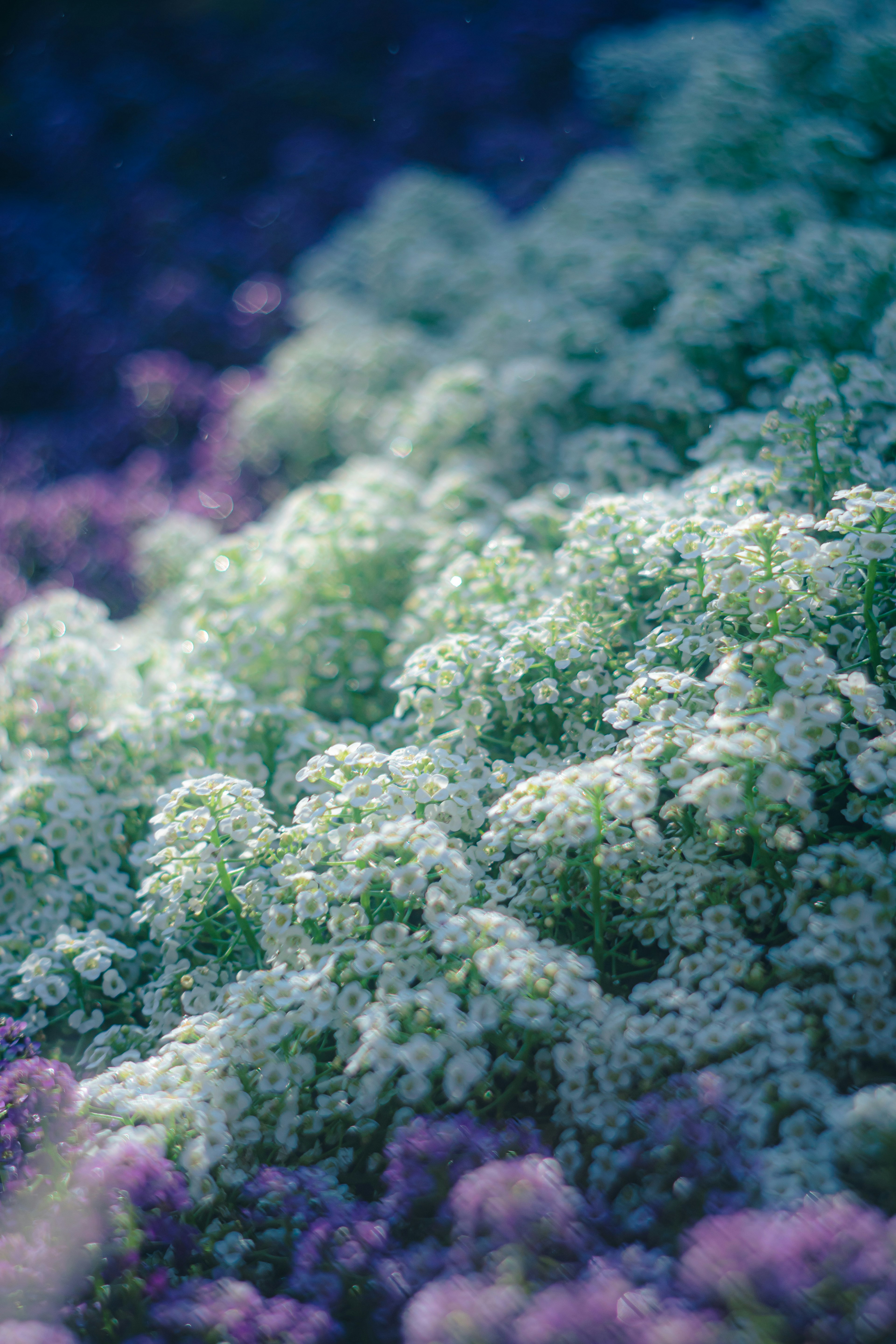 Beautiful scenery with soft green and purple flowers