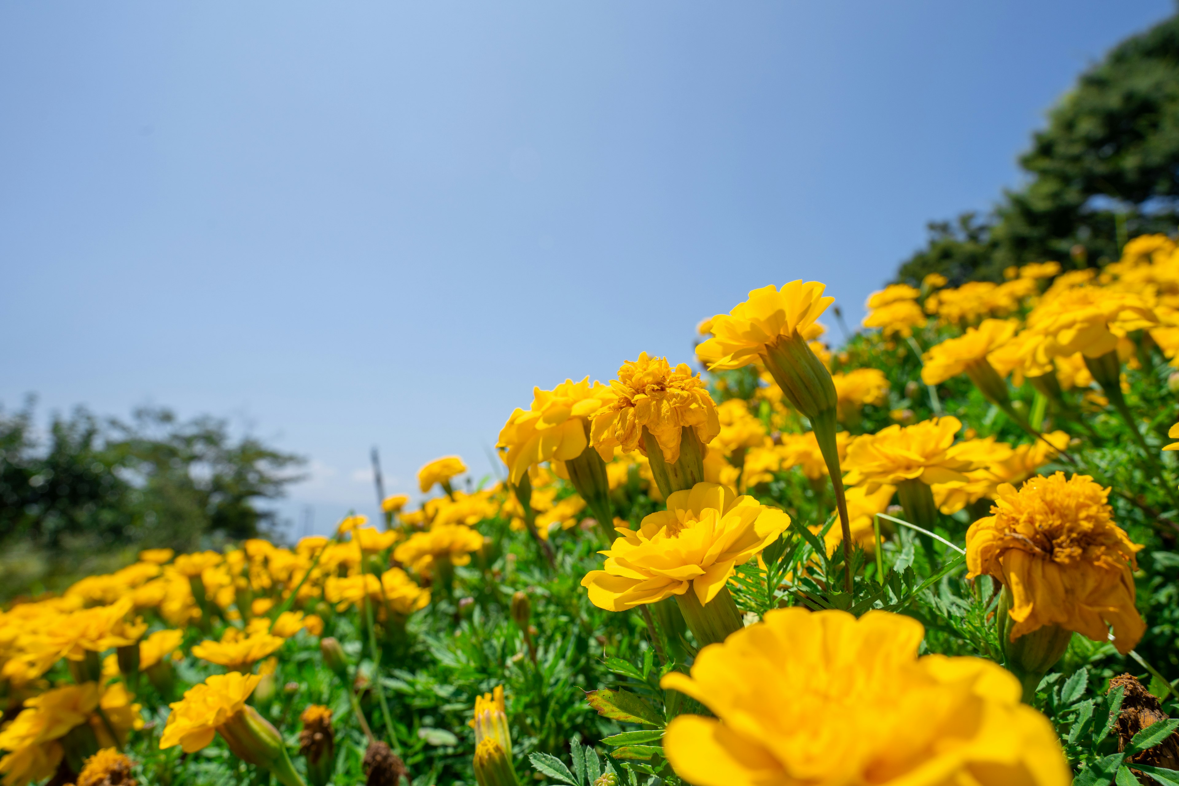 Field of bright yellow marigold flowers under a clear blue sky