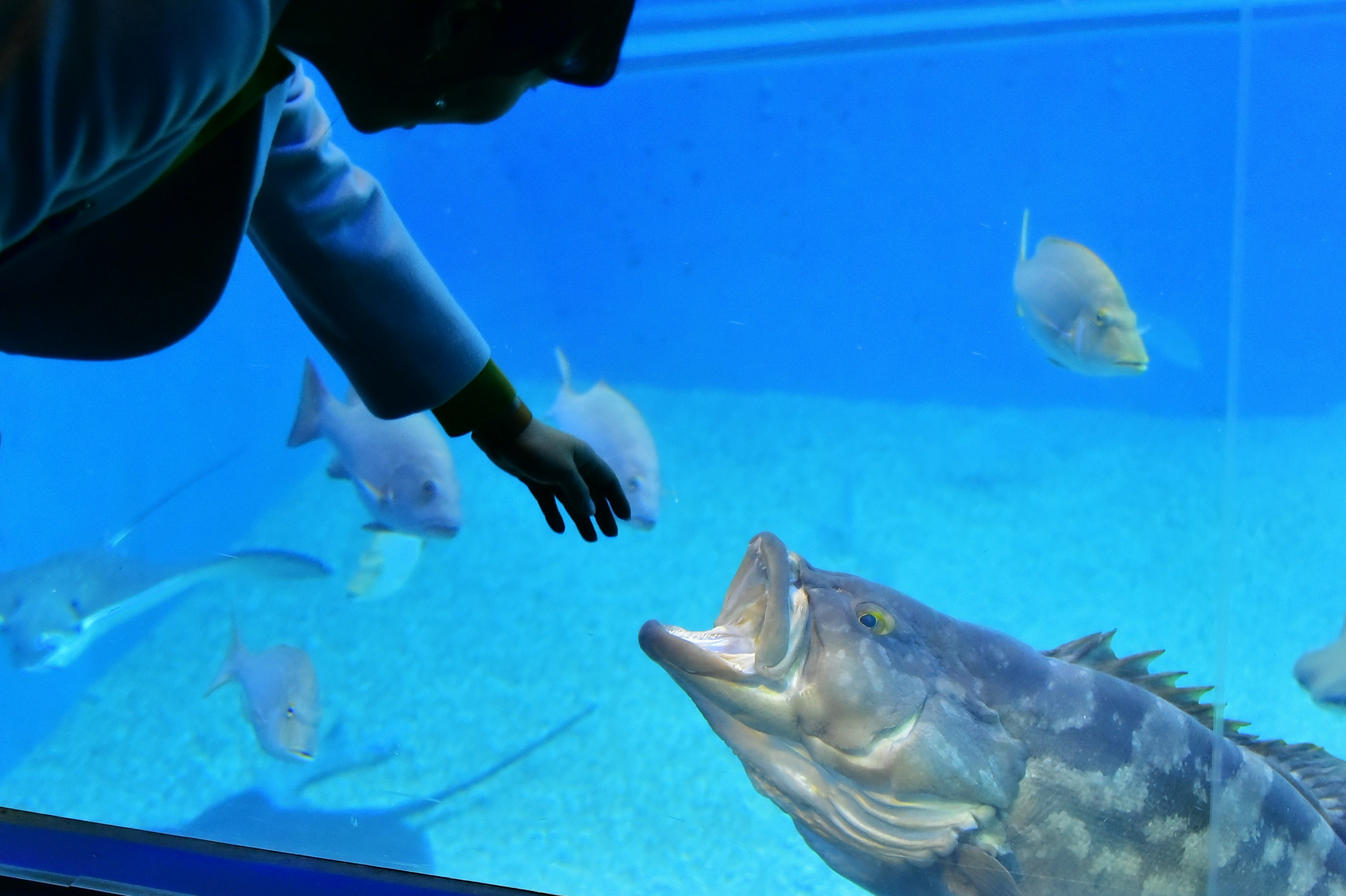 Seseorang yang menjulurkan tangan ke arah ikan di akuarium dengan ikan besar dan latar belakang air biru