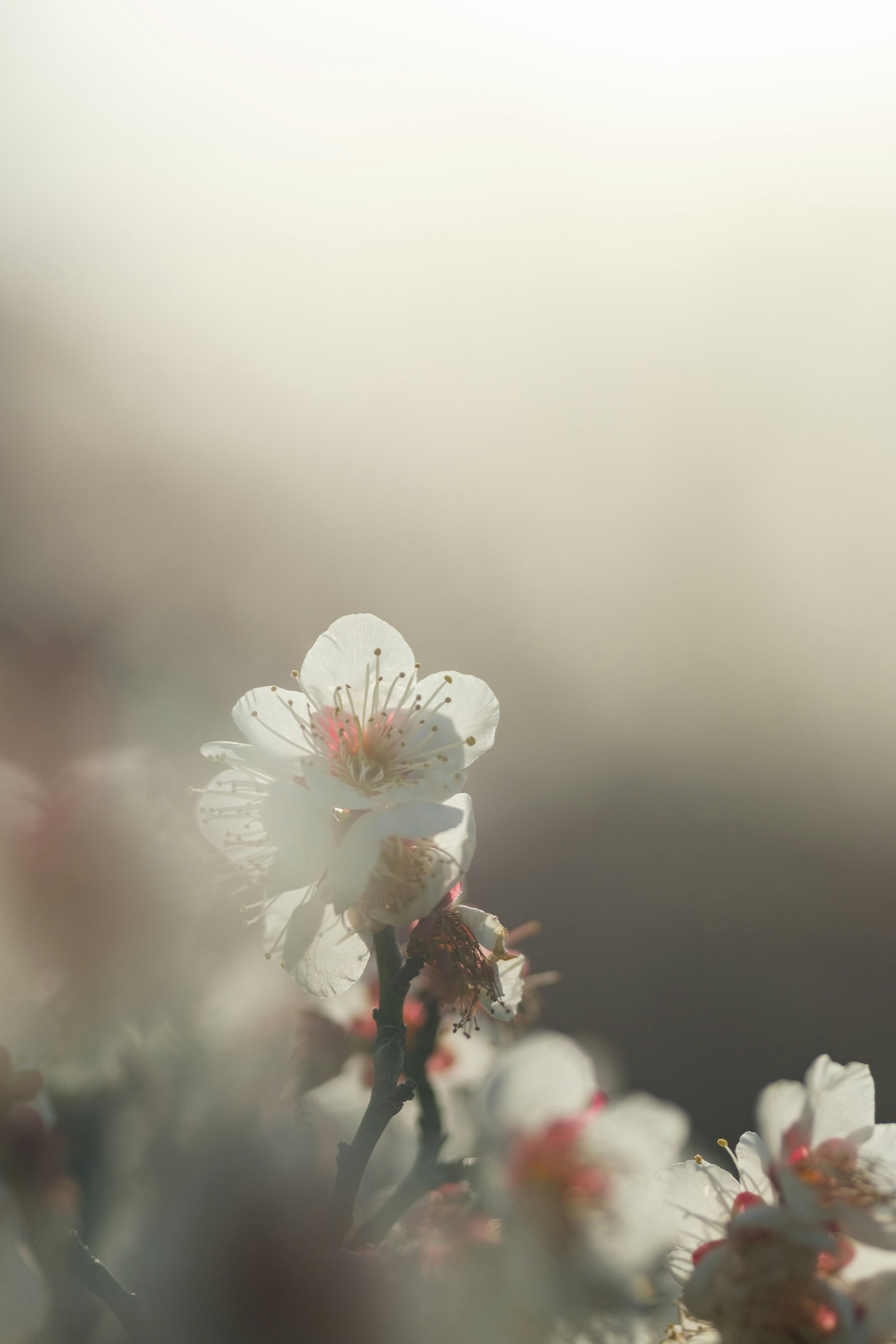 櫻花的白色花瓣在柔和的背景中模糊