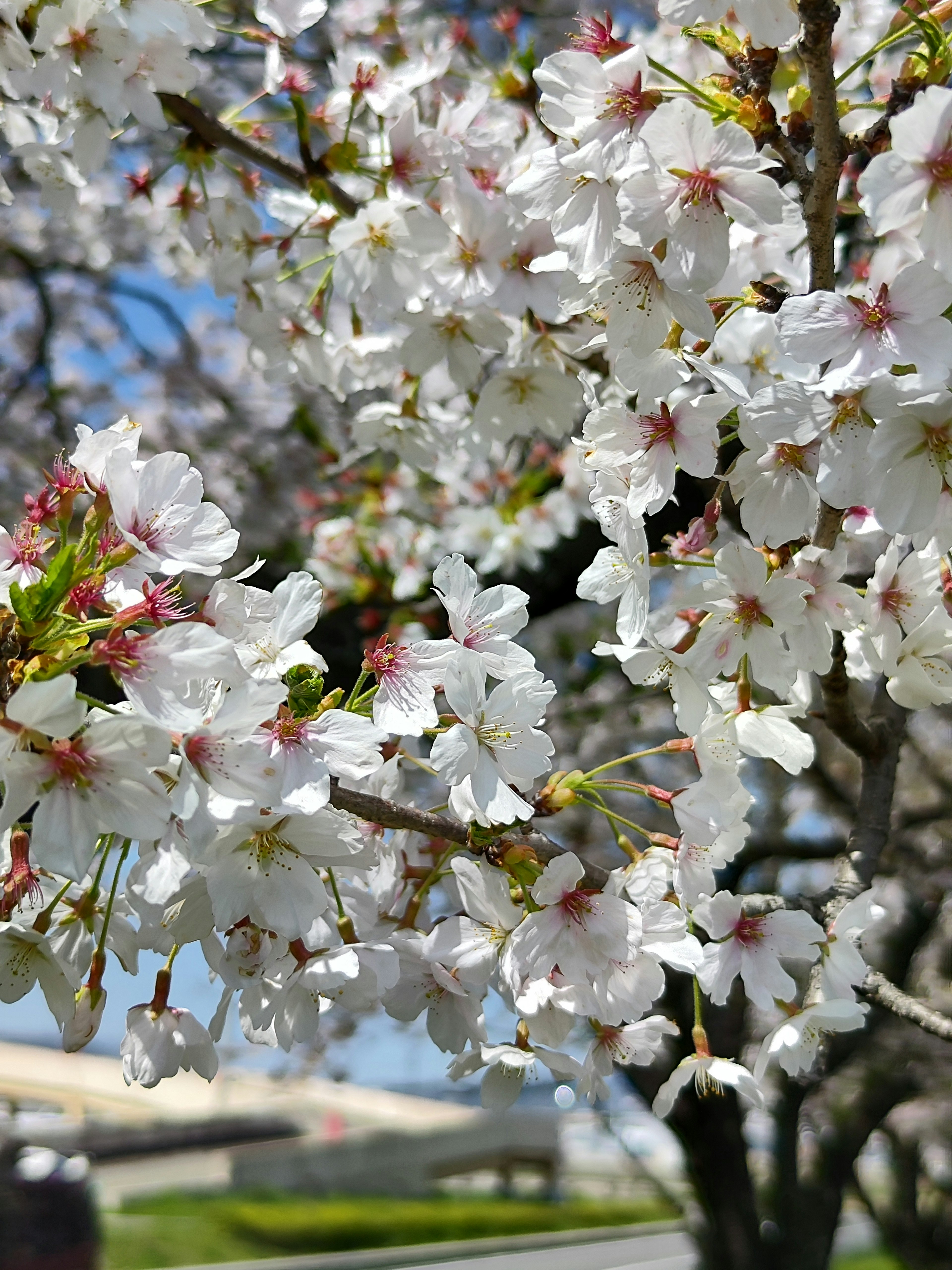 Foto close-up bunga sakura mekar dengan latar belakang langit biru