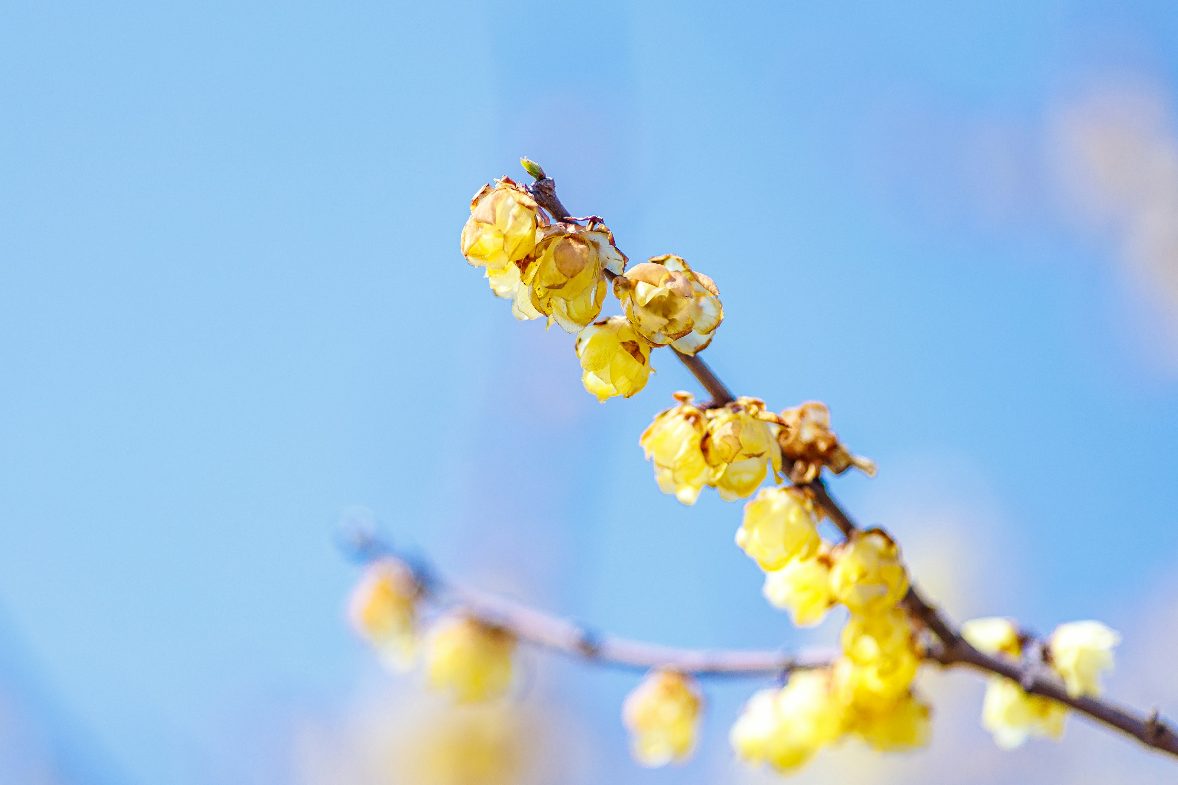 Rama de flores amarillas floreciendo bajo un cielo azul