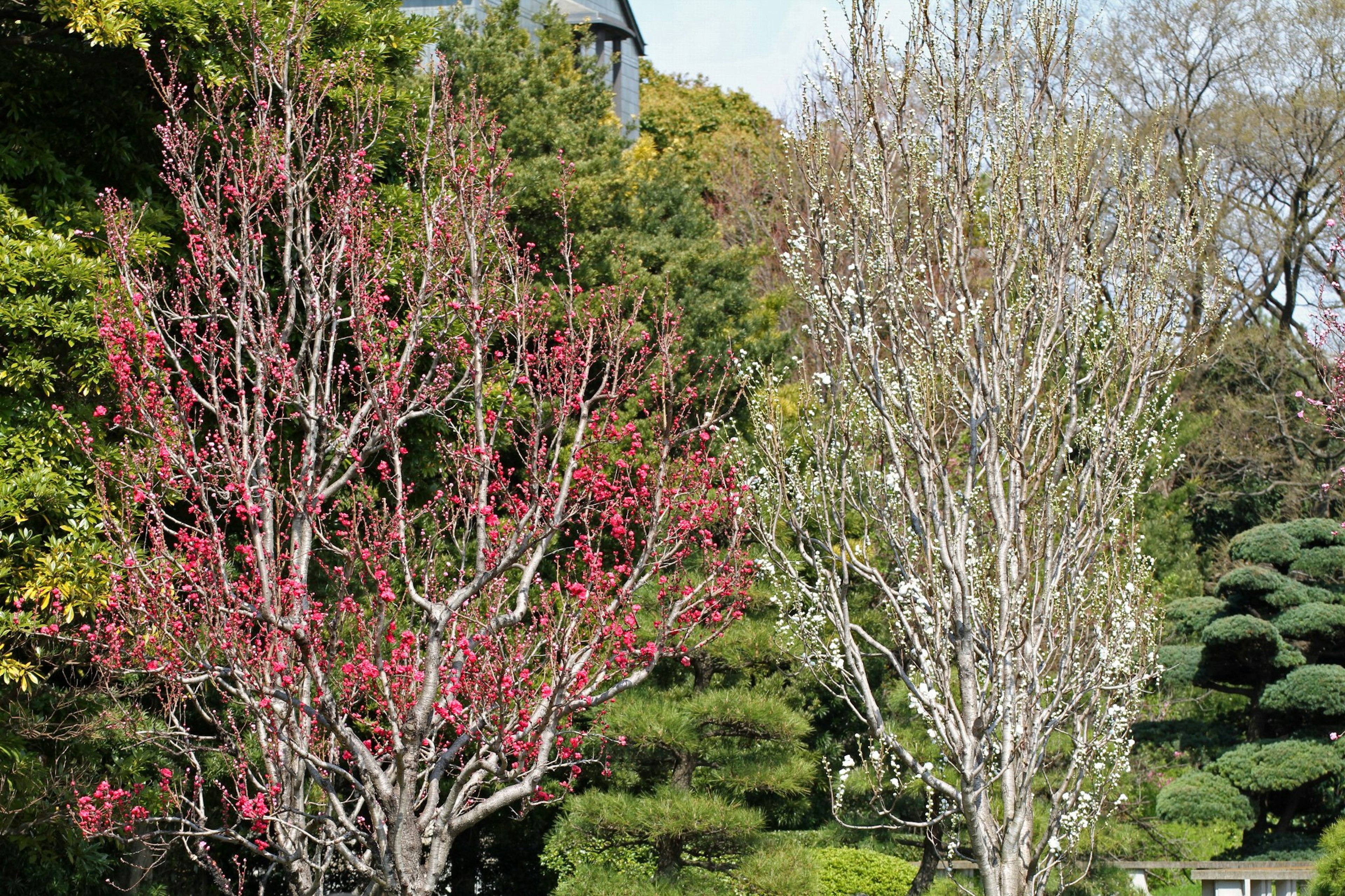 Eine Landschaft mit zwei Bäumen nebeneinander, ein rot blühender Baum links und ein blattloser weißer Baum rechts