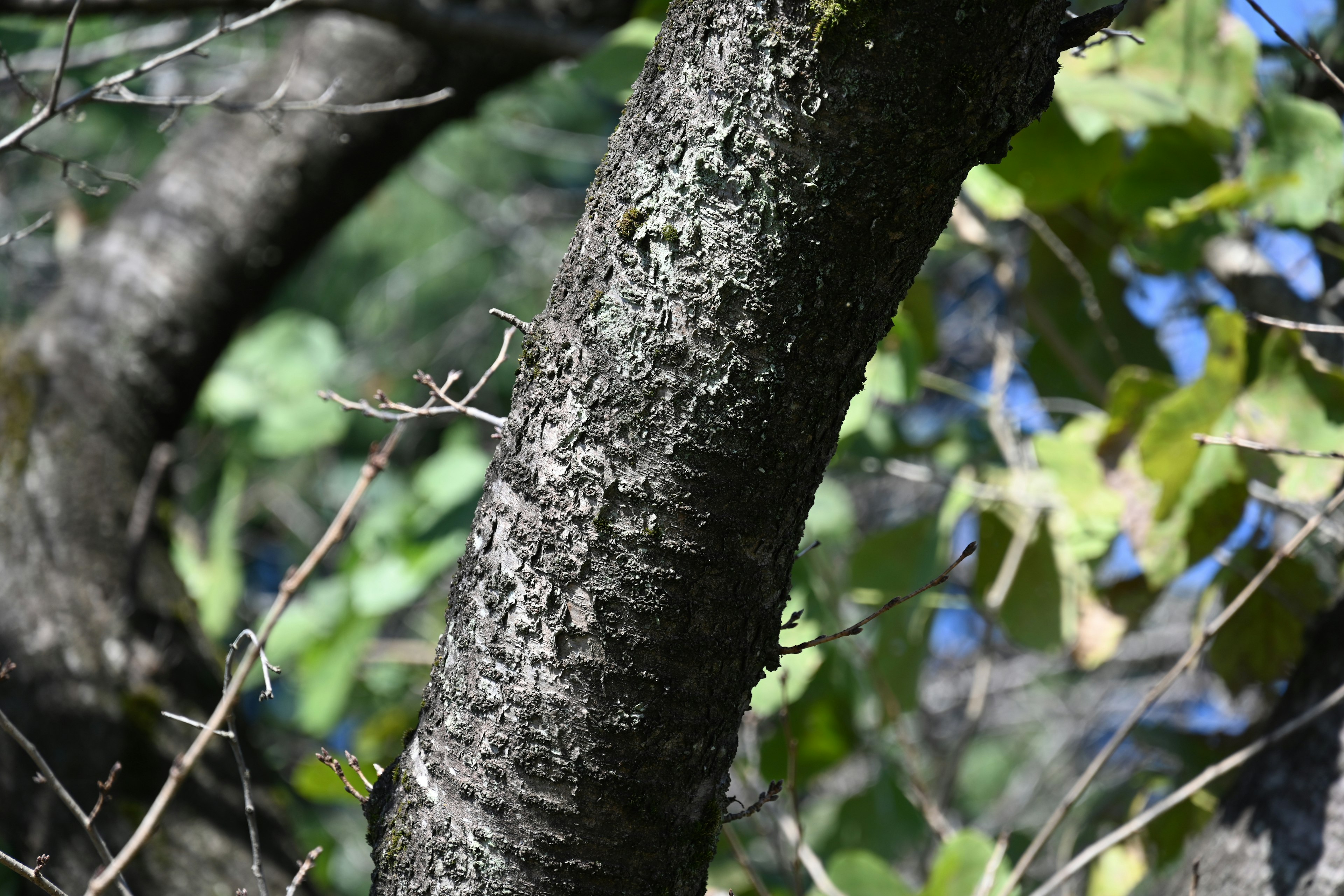 Primo piano di un tronco d'albero con foglie verdi sullo sfondo