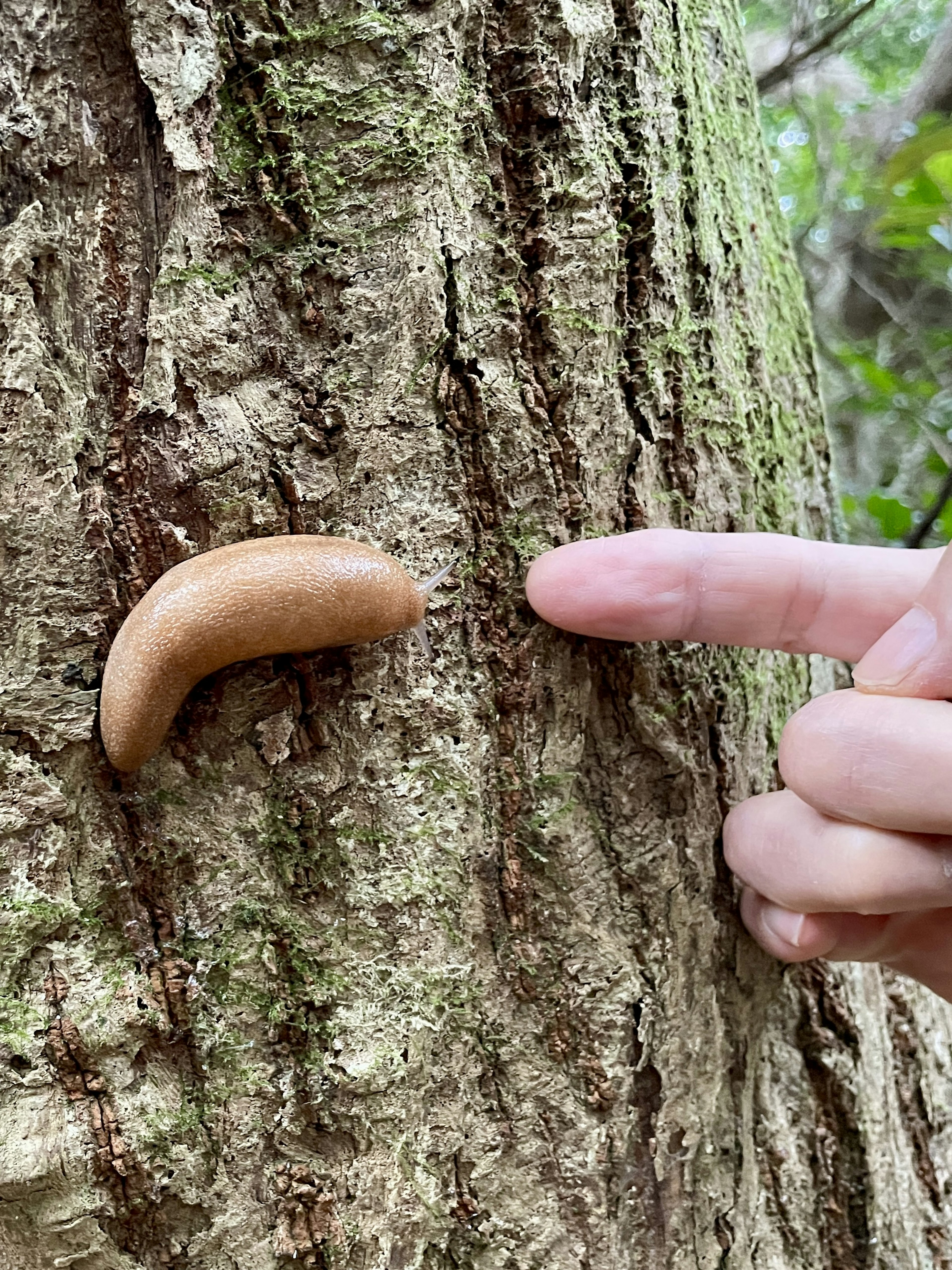 Objeto marrón en el tronco de un árbol con un dedo señalando