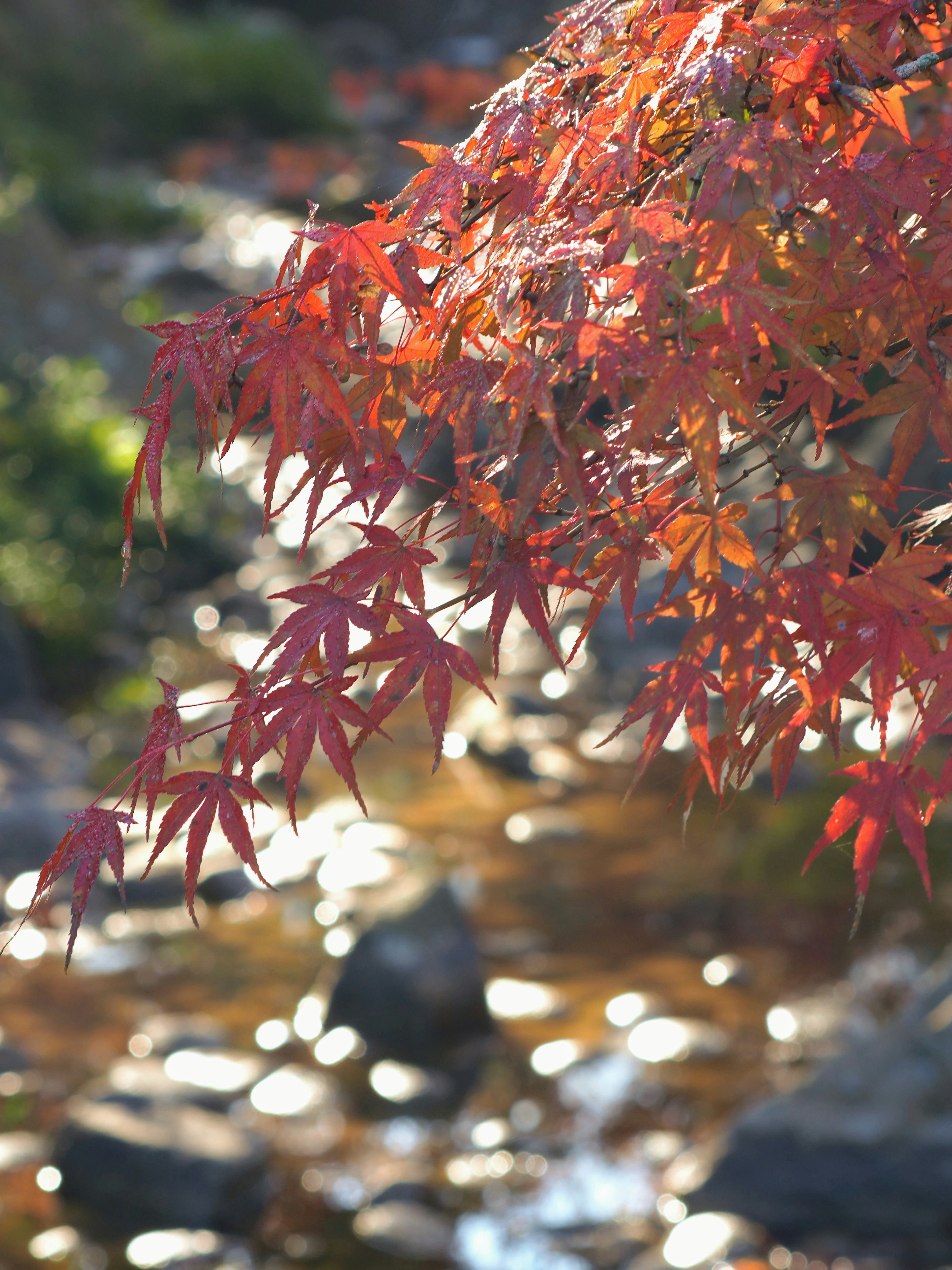 A scene featuring vibrant red maple leaves with a flowing stream in the background