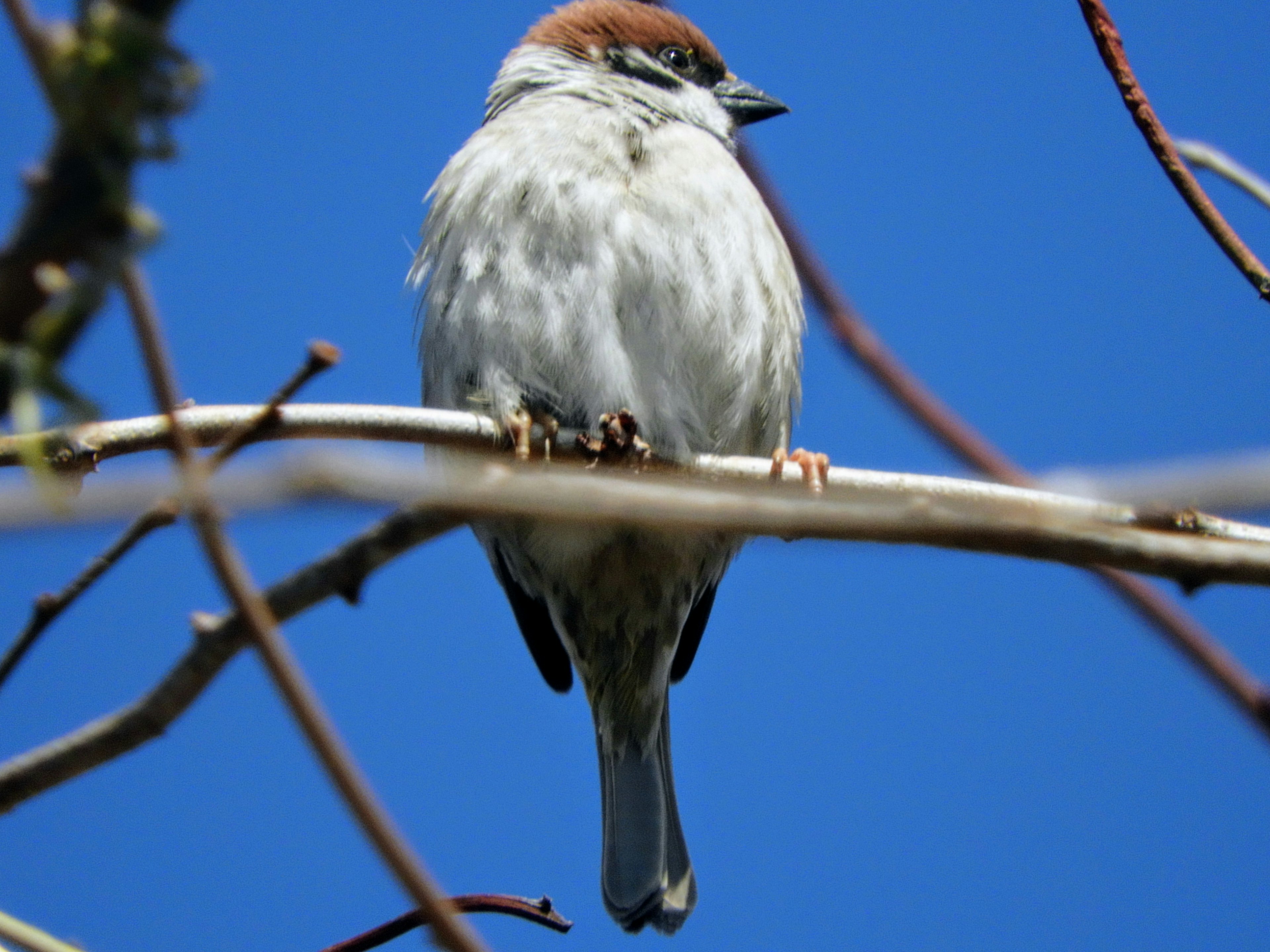 Ein Spatz, der auf einem Ast unter einem blauen Himmel sitzt