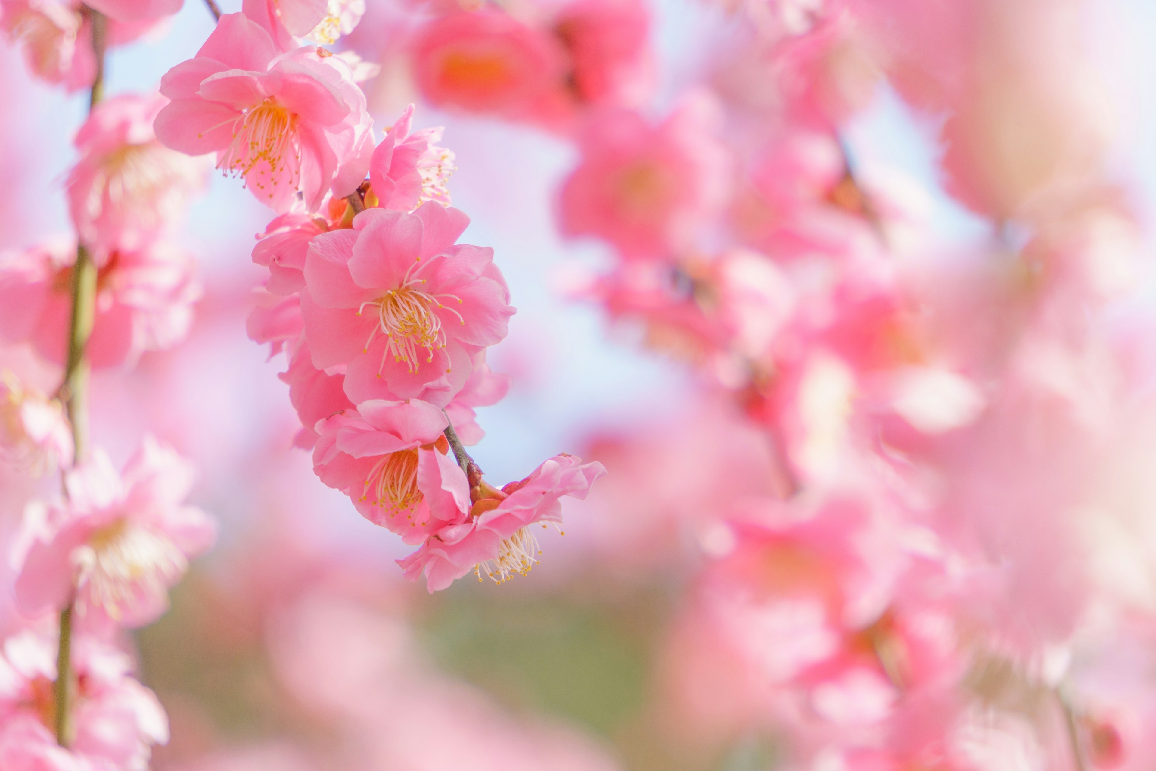 Gambar close-up bunga pink lembut di cabang