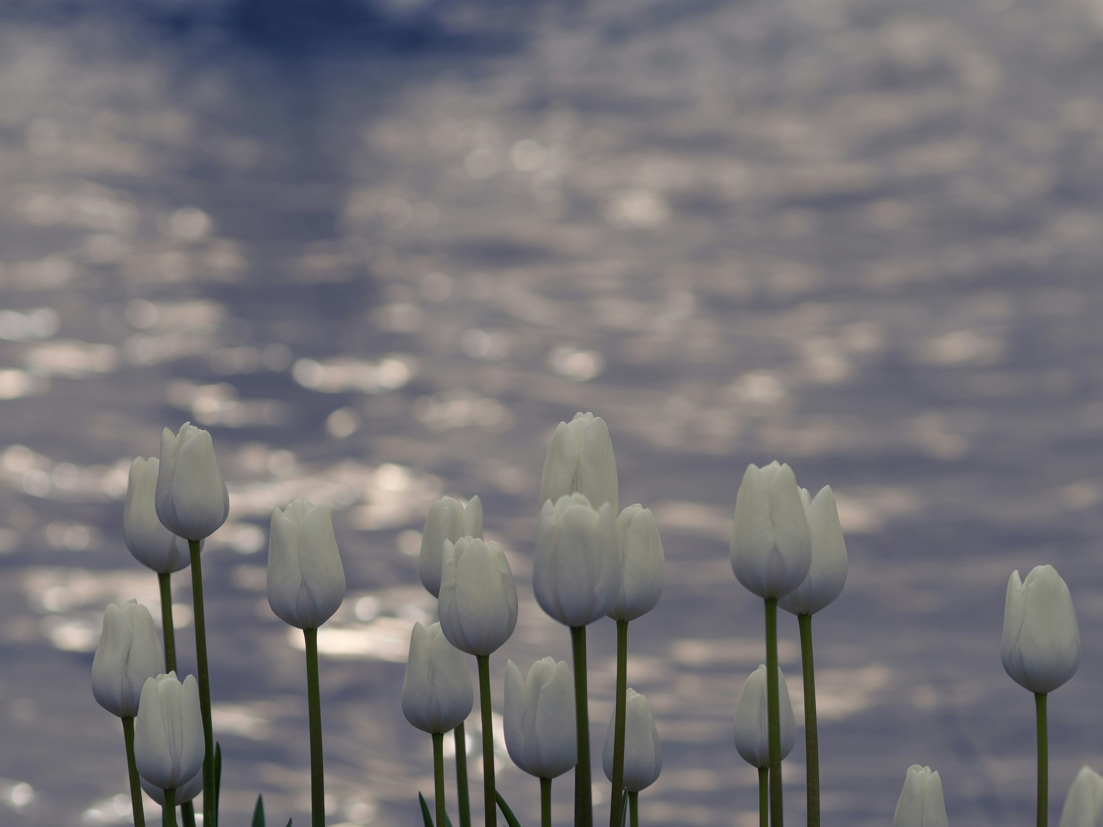 White tulips blooming against a shimmering water surface