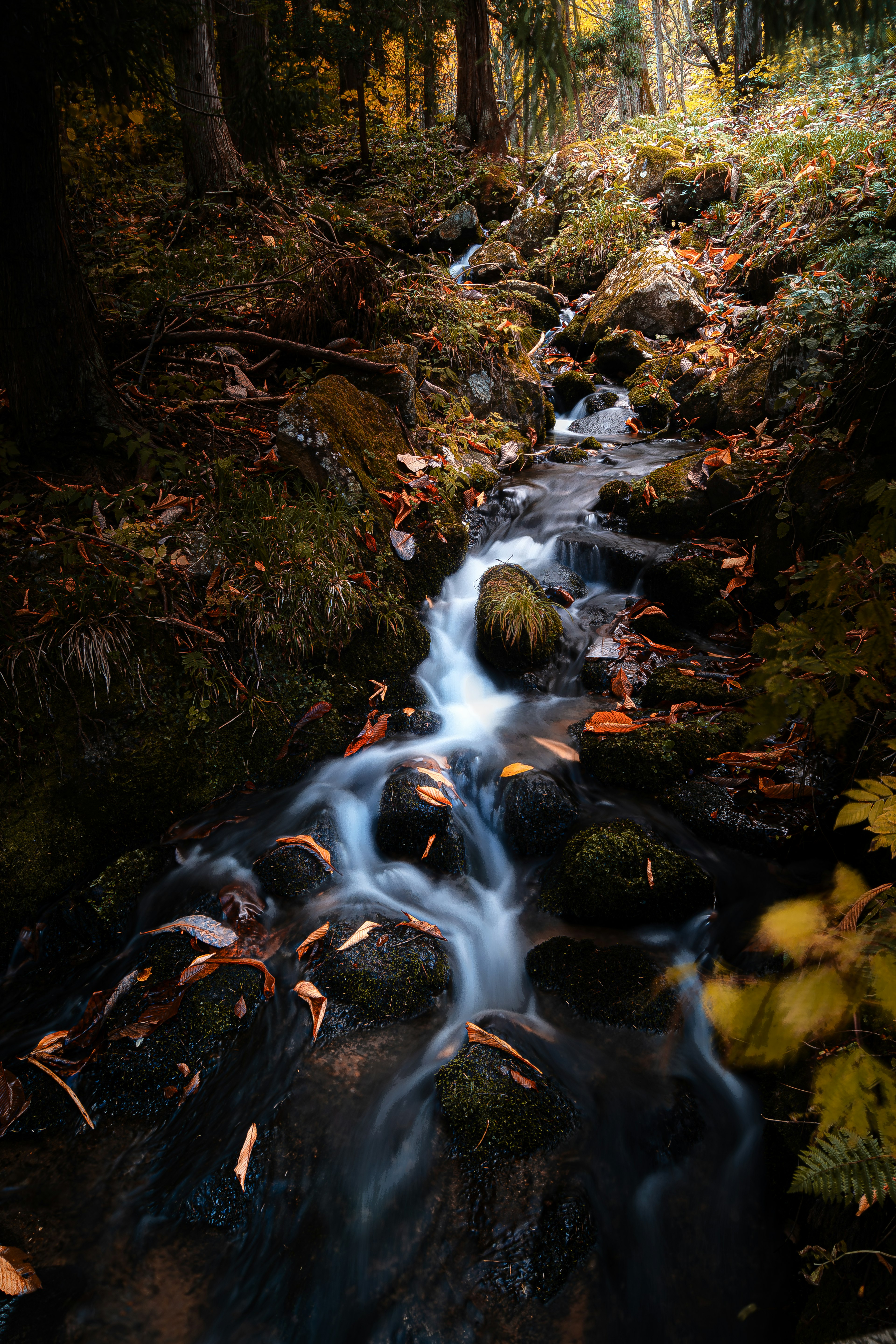 Ruisseau traversant une forêt d'automne avec des feuilles couvrant des rochers et des plantes vertes