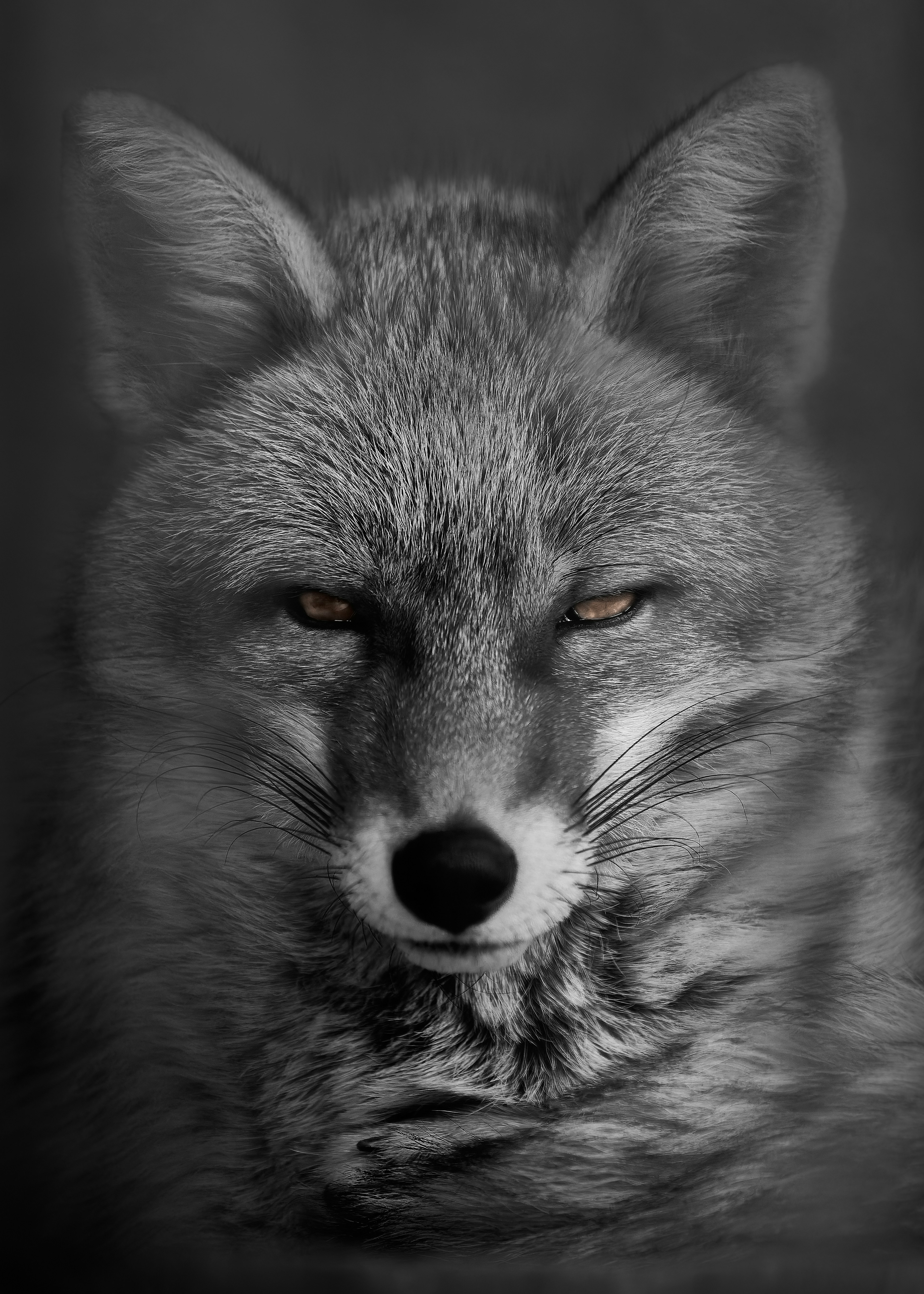 Close-up of a gray wolf's face with sharp eyes and a strong expression