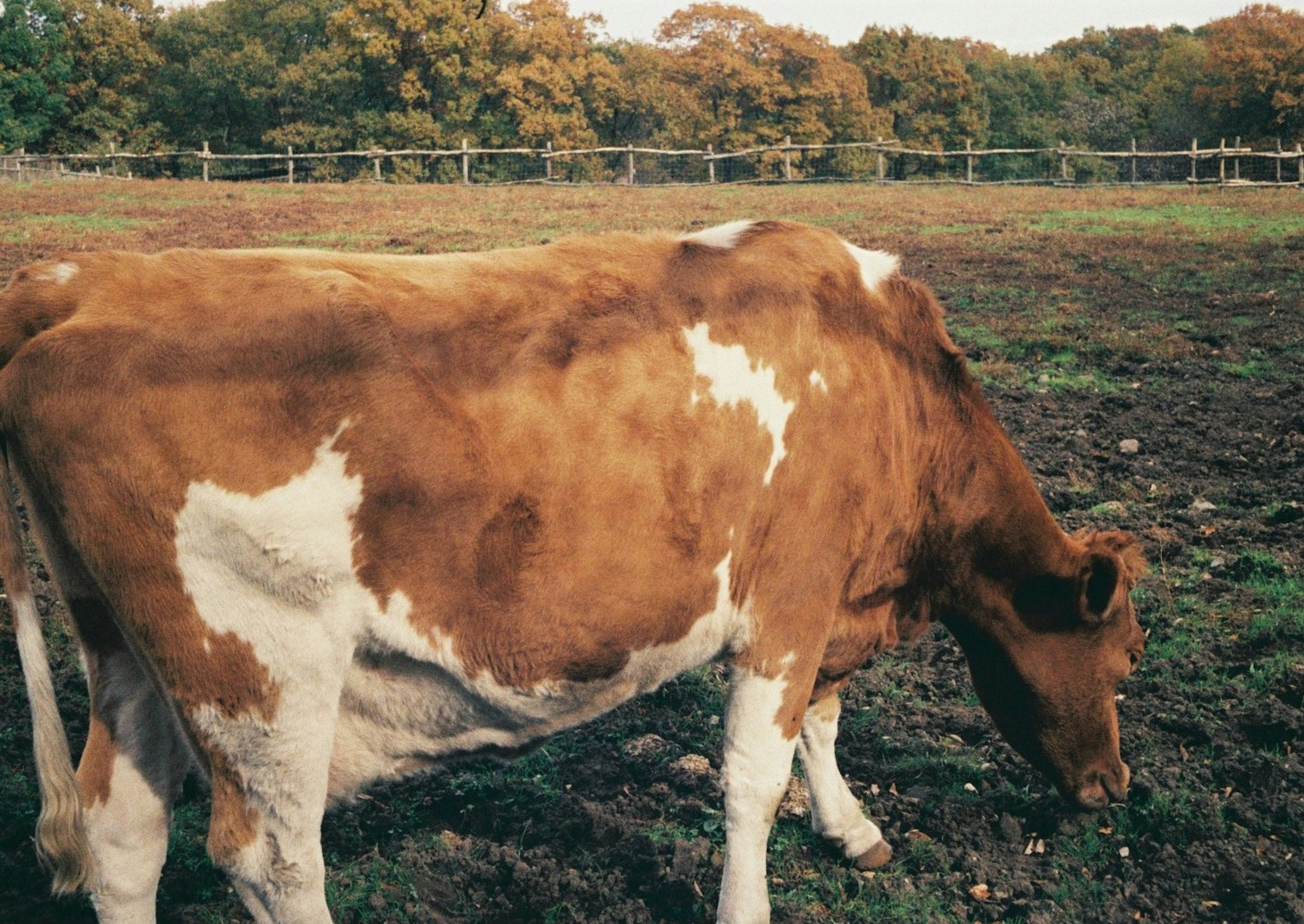 Mucca marrone che pascola in un pascolo con alberi sullo sfondo