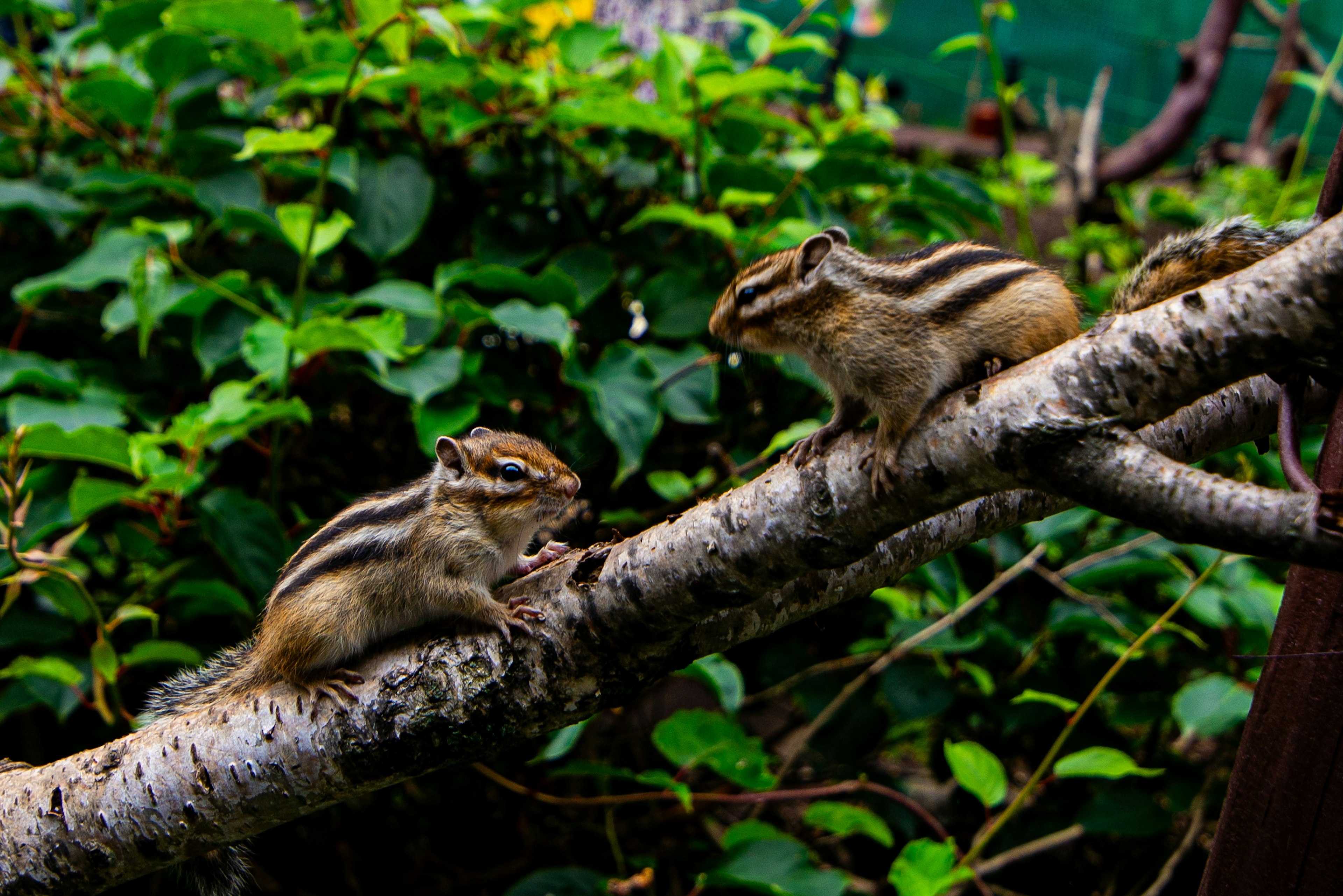 Chipmunk seduti su un ramo circondato da foglie verdi