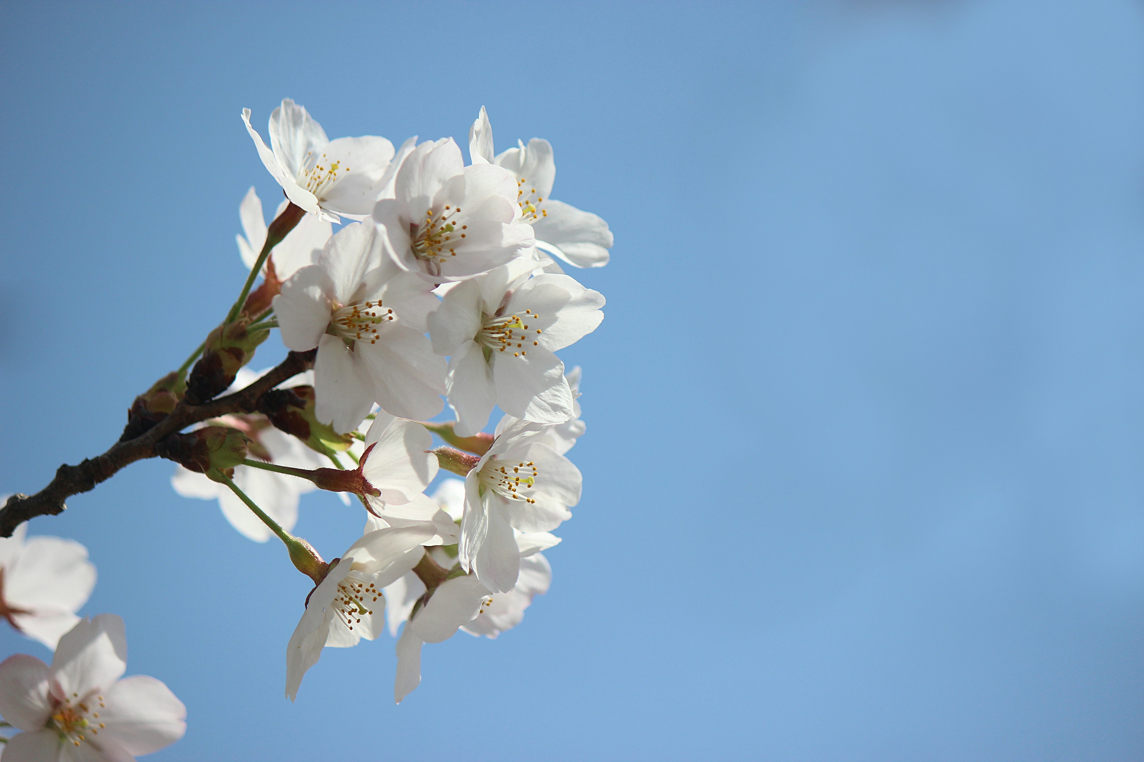 Close-up bunga sakura putih dengan latar belakang langit biru