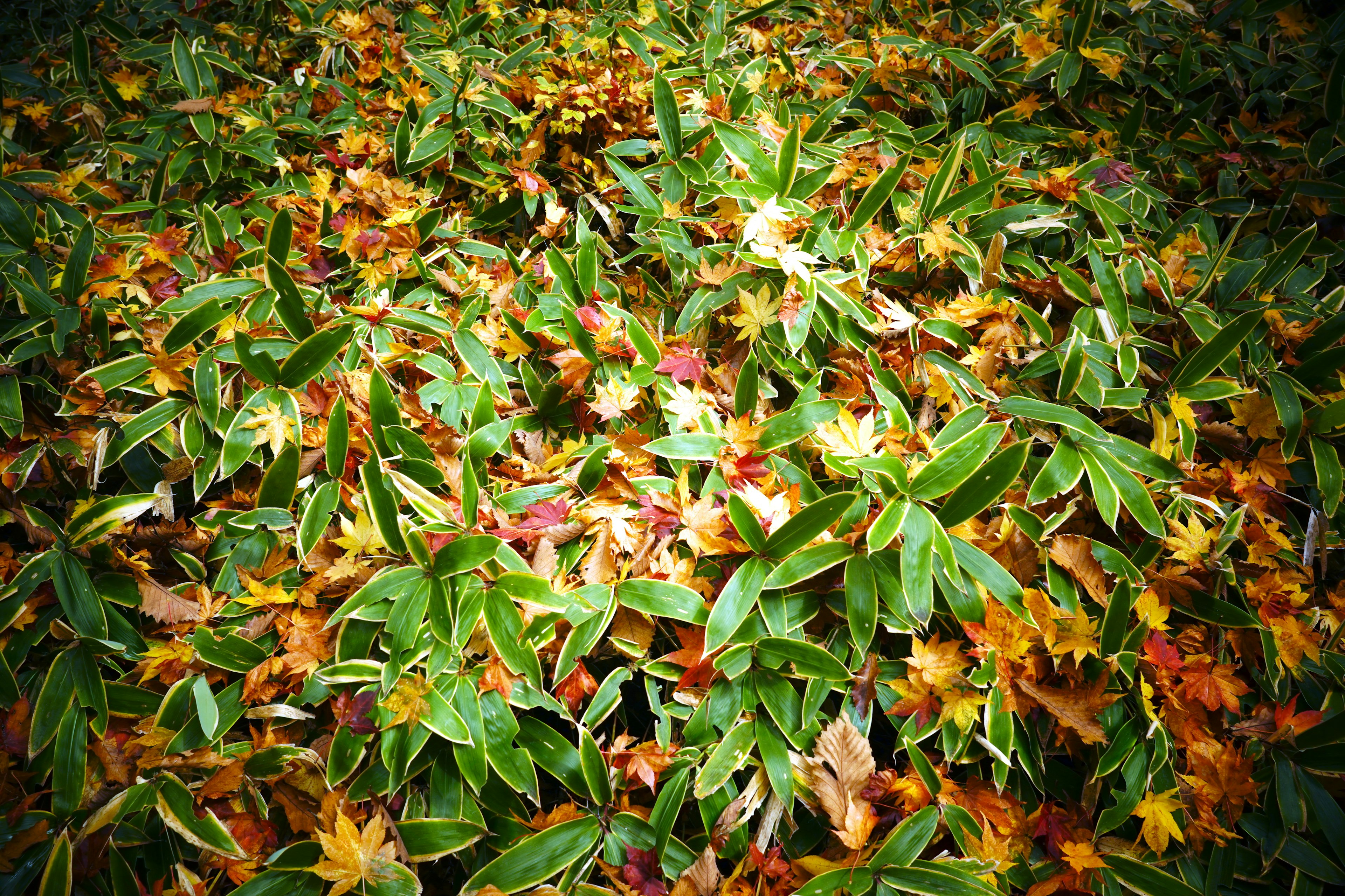 A dense patch of green plants covered with colorful fallen leaves