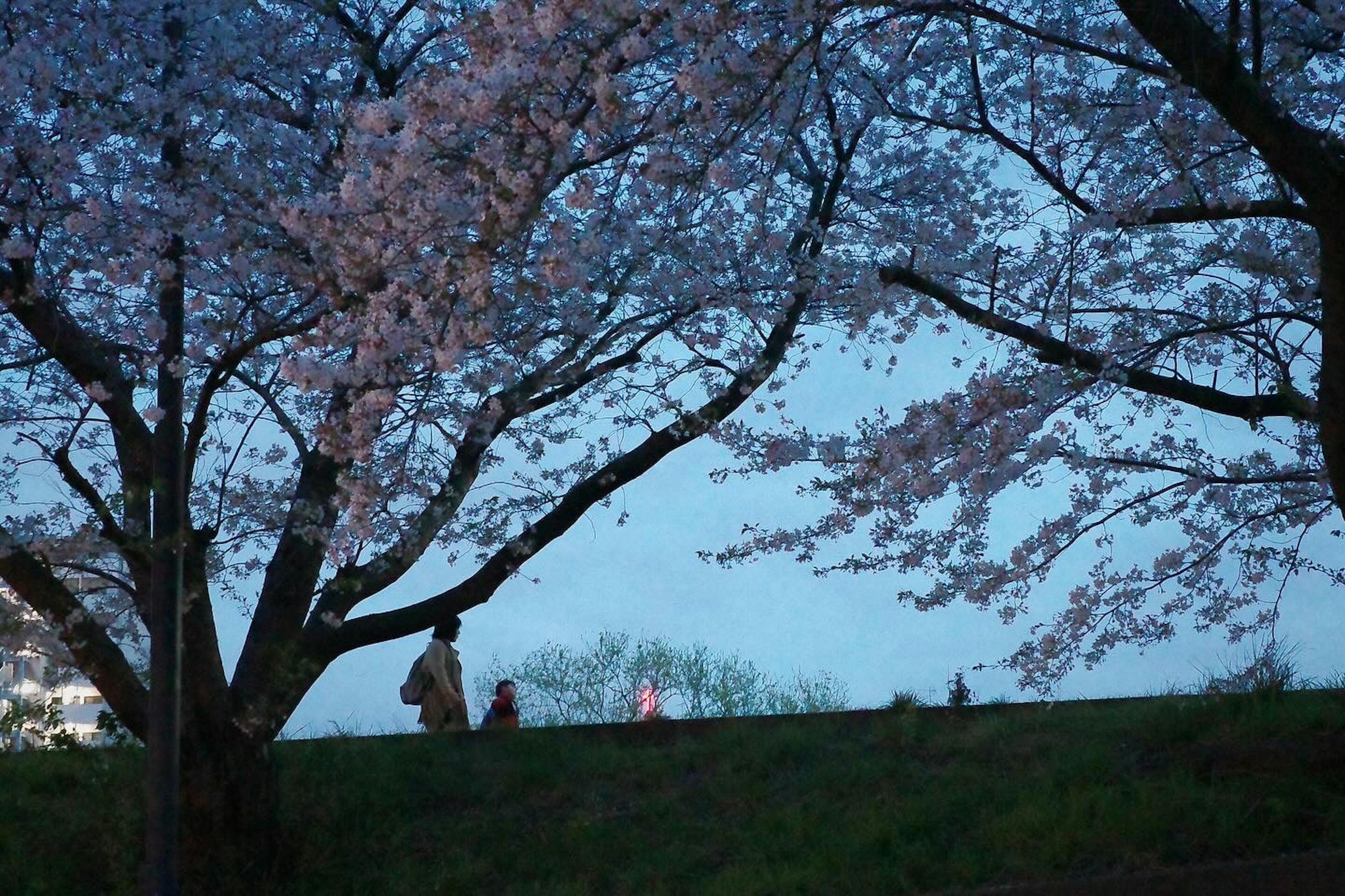 Silhouette di persone che camminano sotto i ciliegi in fiore al crepuscolo