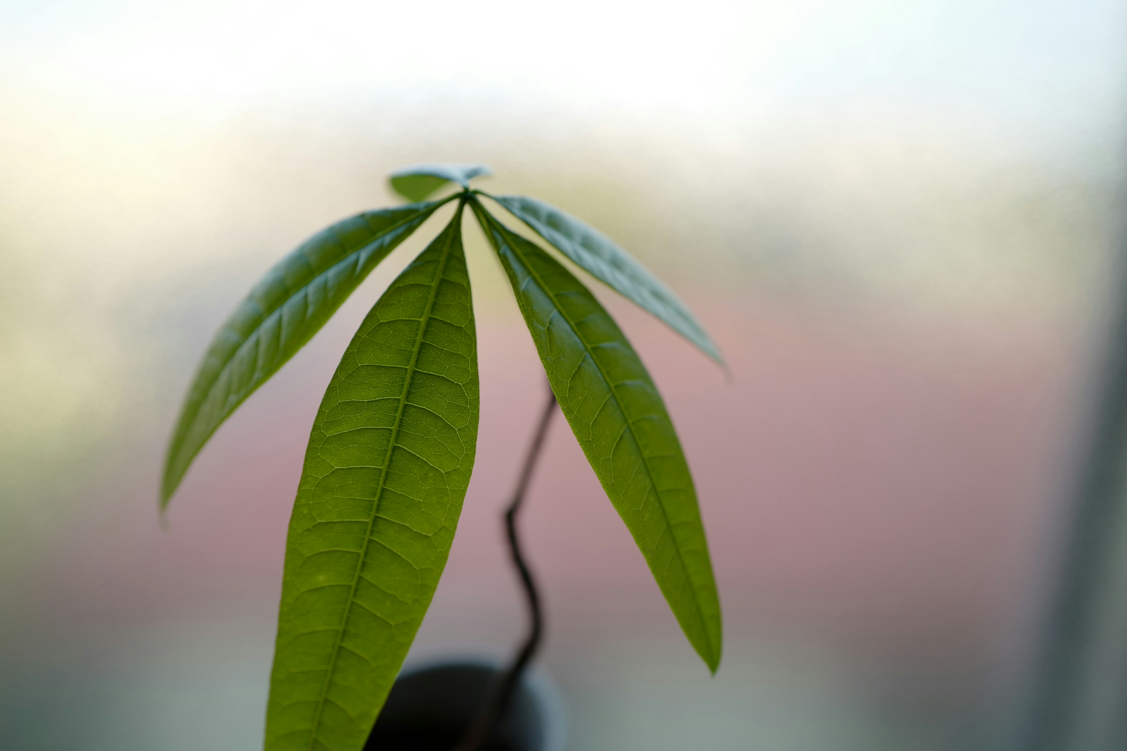 Photo en gros plan d'une plante avec des feuilles vertes distinctives